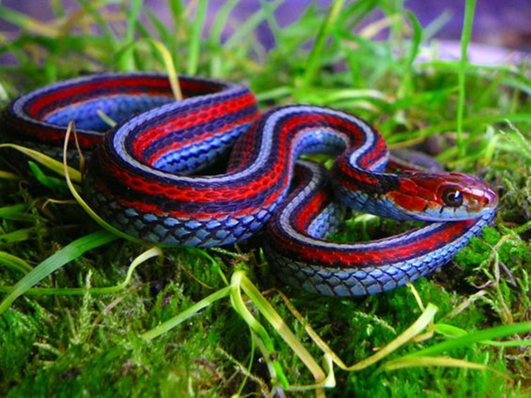 Neonblå San Francisco Garter Snake. Wallpaper