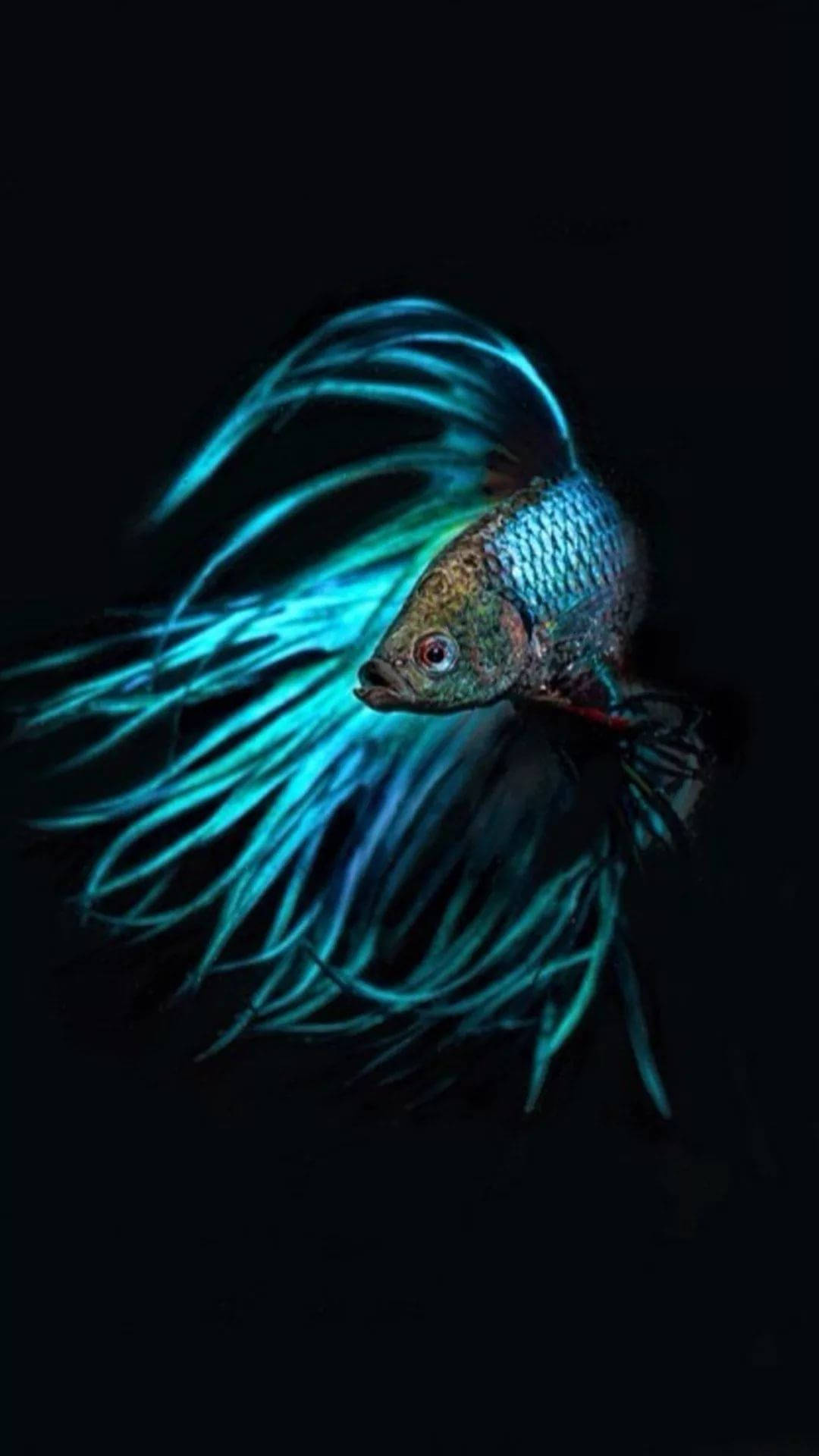 Wallpaperneonblå Siamesisk Fisk Iphone-bakgrundsbild. Wallpaper