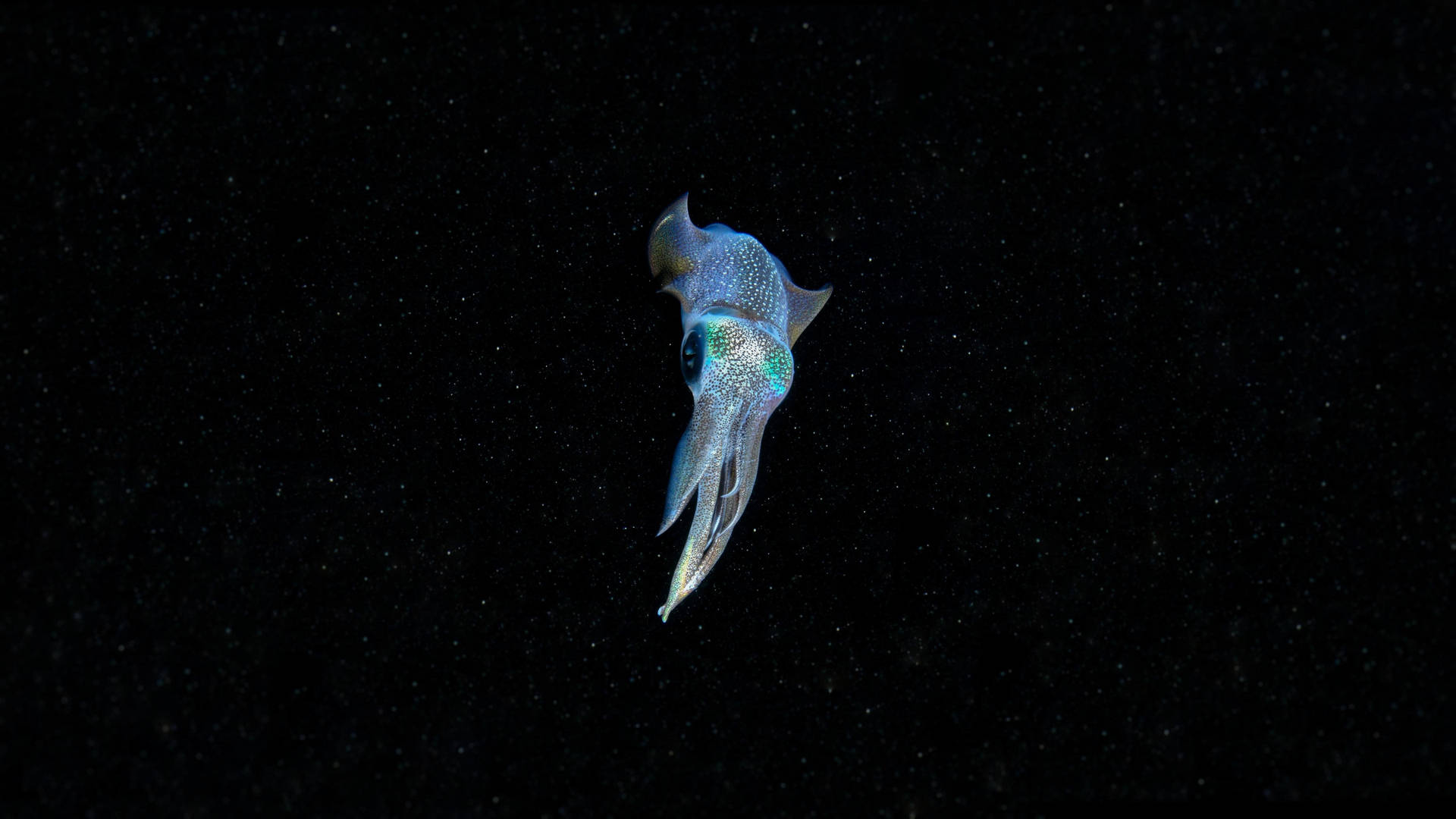 Neon Blue Squid Wallpaper