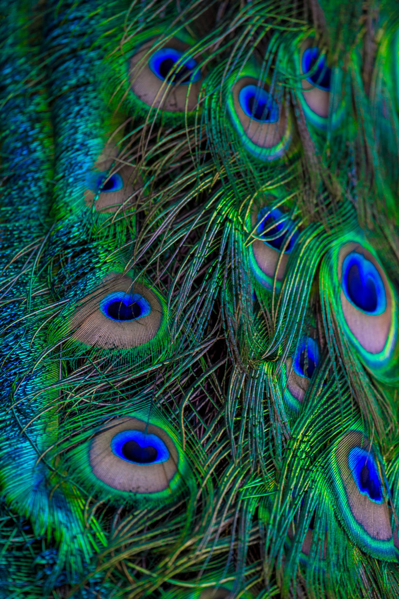 Neon Colored Peacock Feather Wallpaper