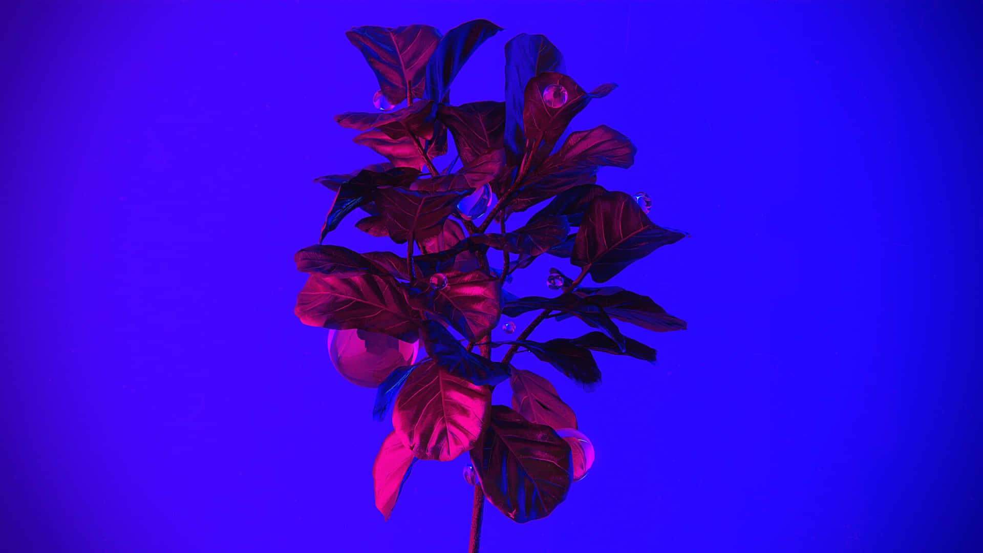 Neon Glow Plant Photography Wallpaper
