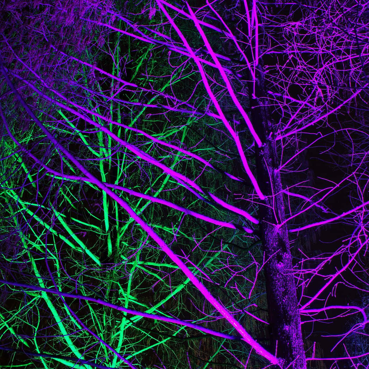 A hypnotizing image of bright neon green and purple. Wallpaper