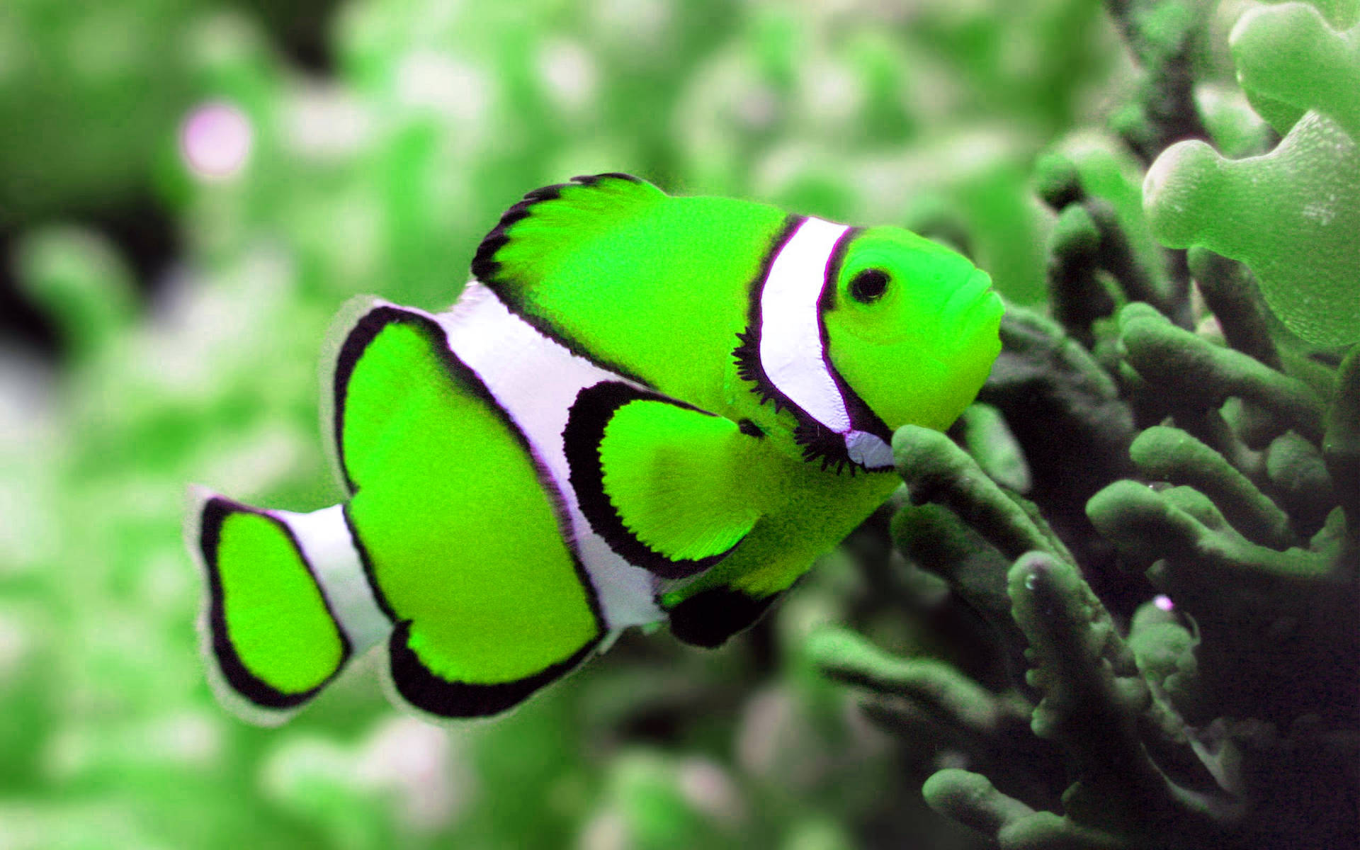 Neon Green Cool Fish