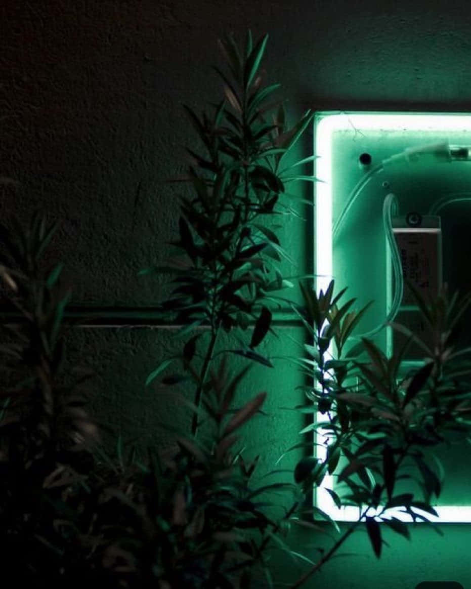 Neon Green Glow Plants Aesthetic.jpg Wallpaper