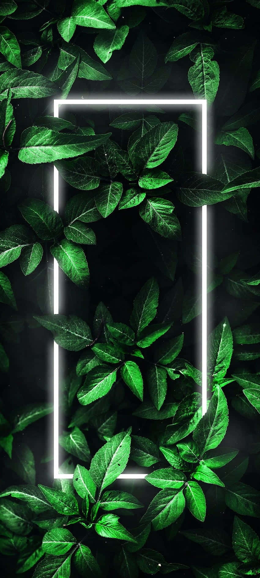 Neon_ Green_ Leaves_ Frame_ Wallpaper.jpg Wallpaper