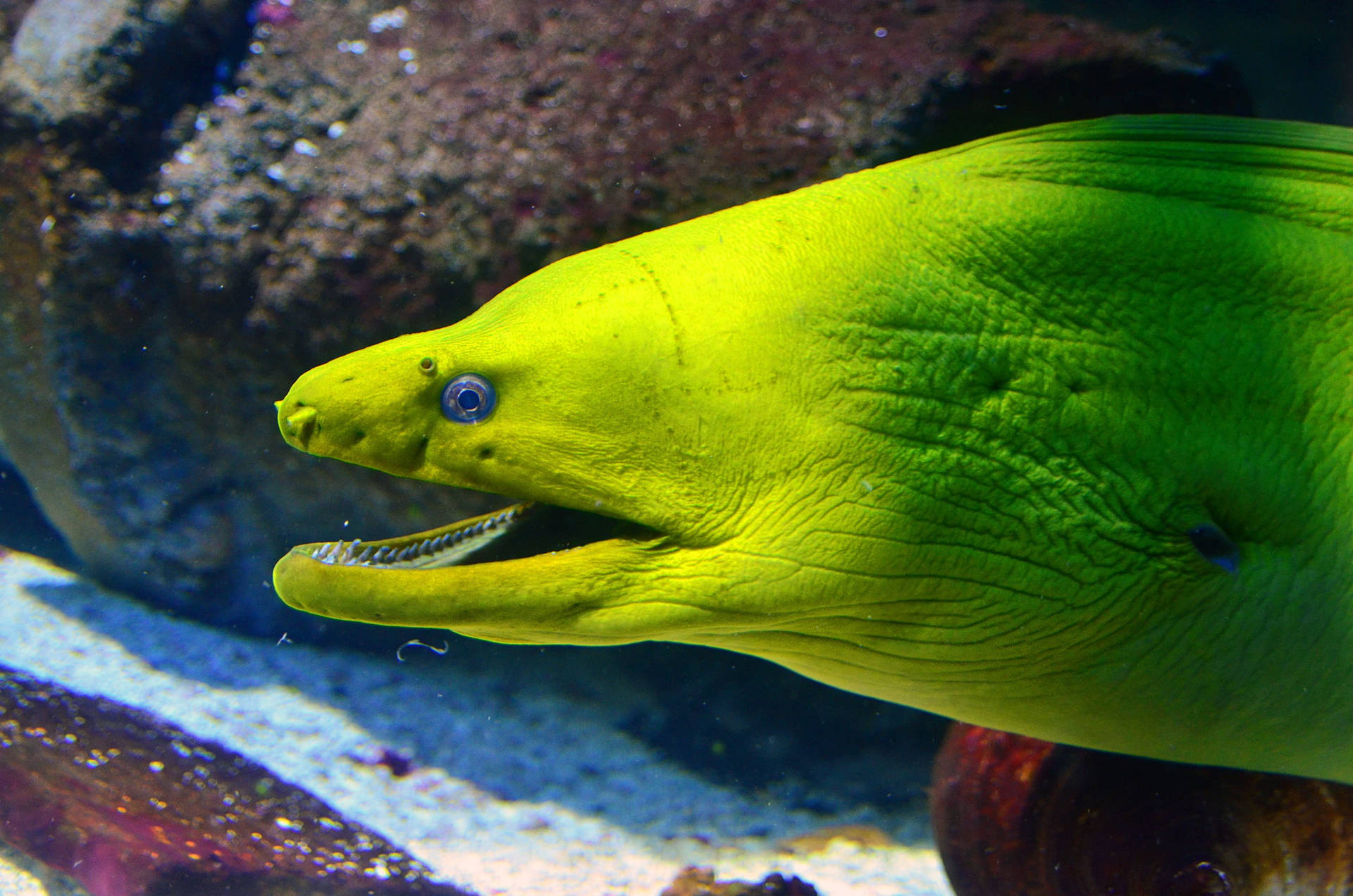 Neongrüner Muränenfisch Unter Wasser Wallpaper