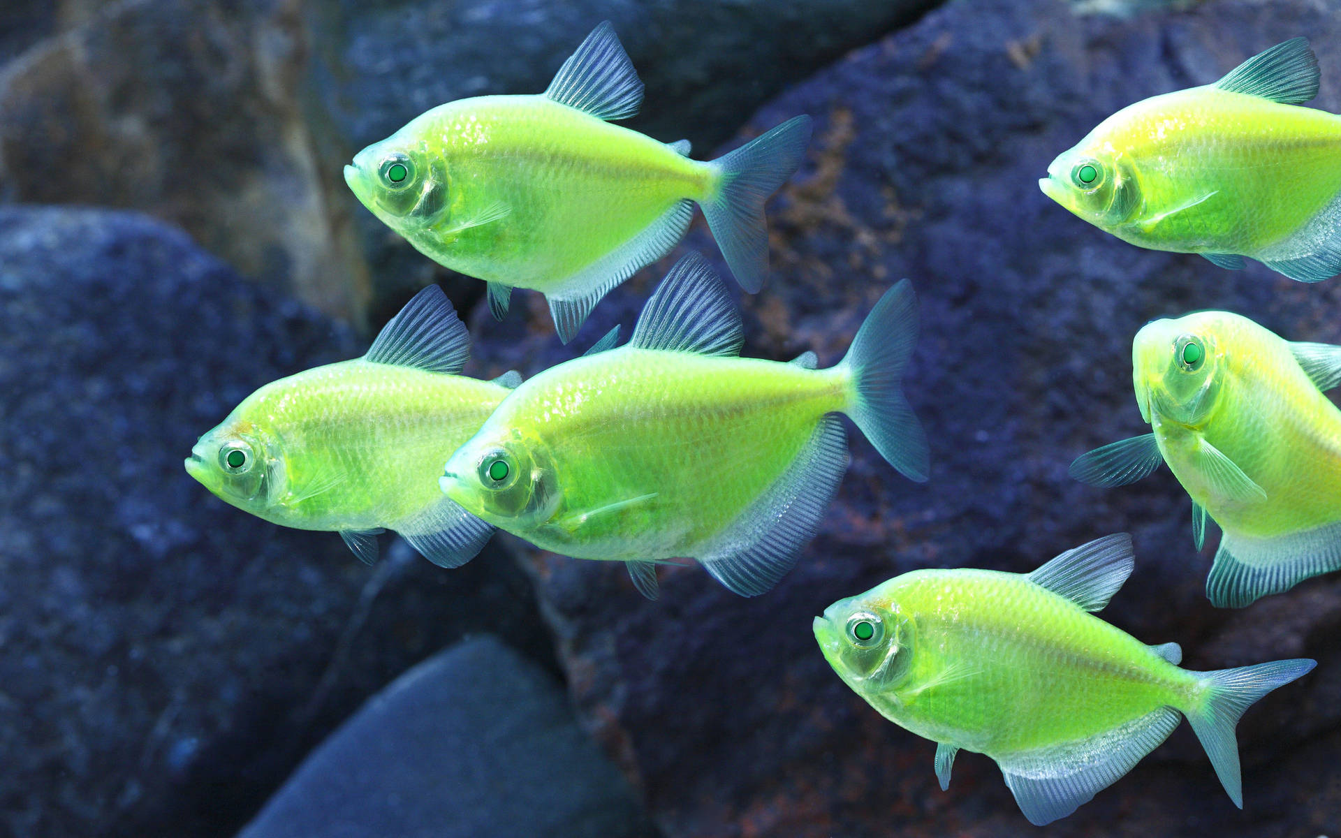 Neon Green Tiny Fishes Wallpaper