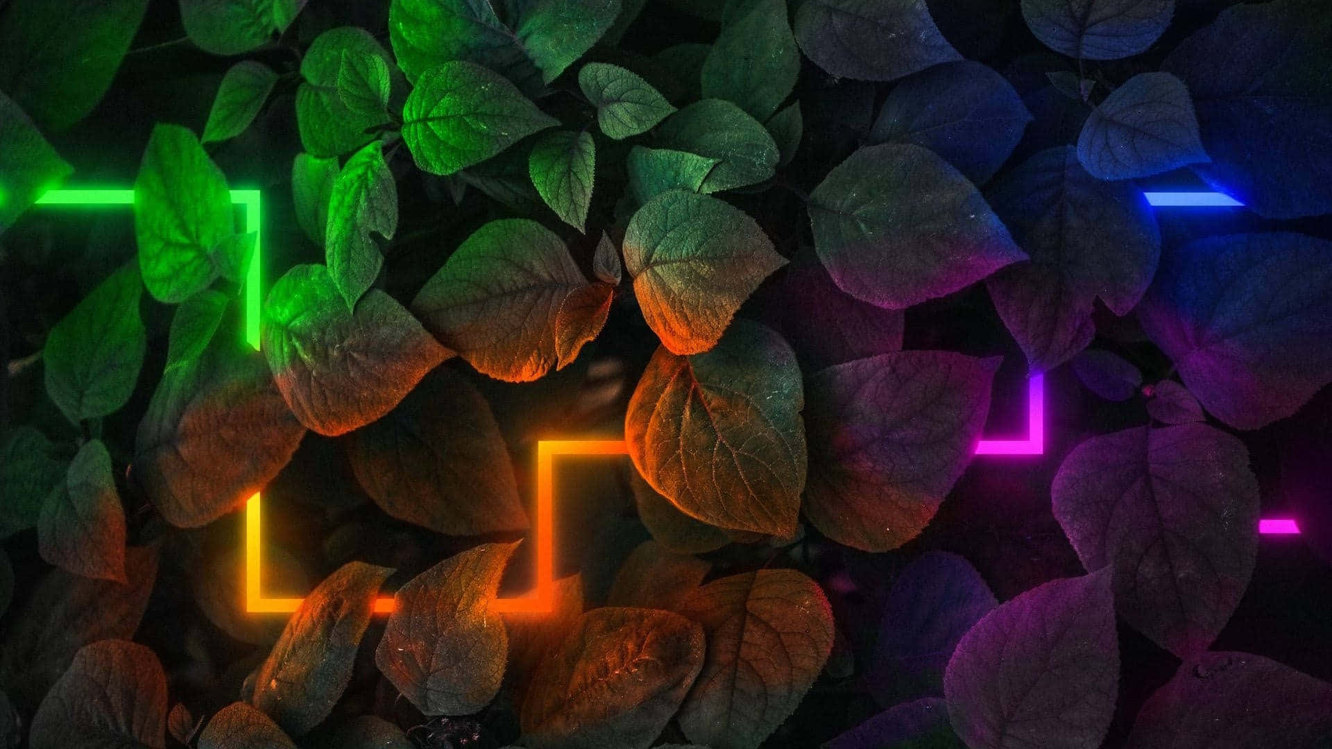 Neon Lit_ Foliage_ Background Wallpaper