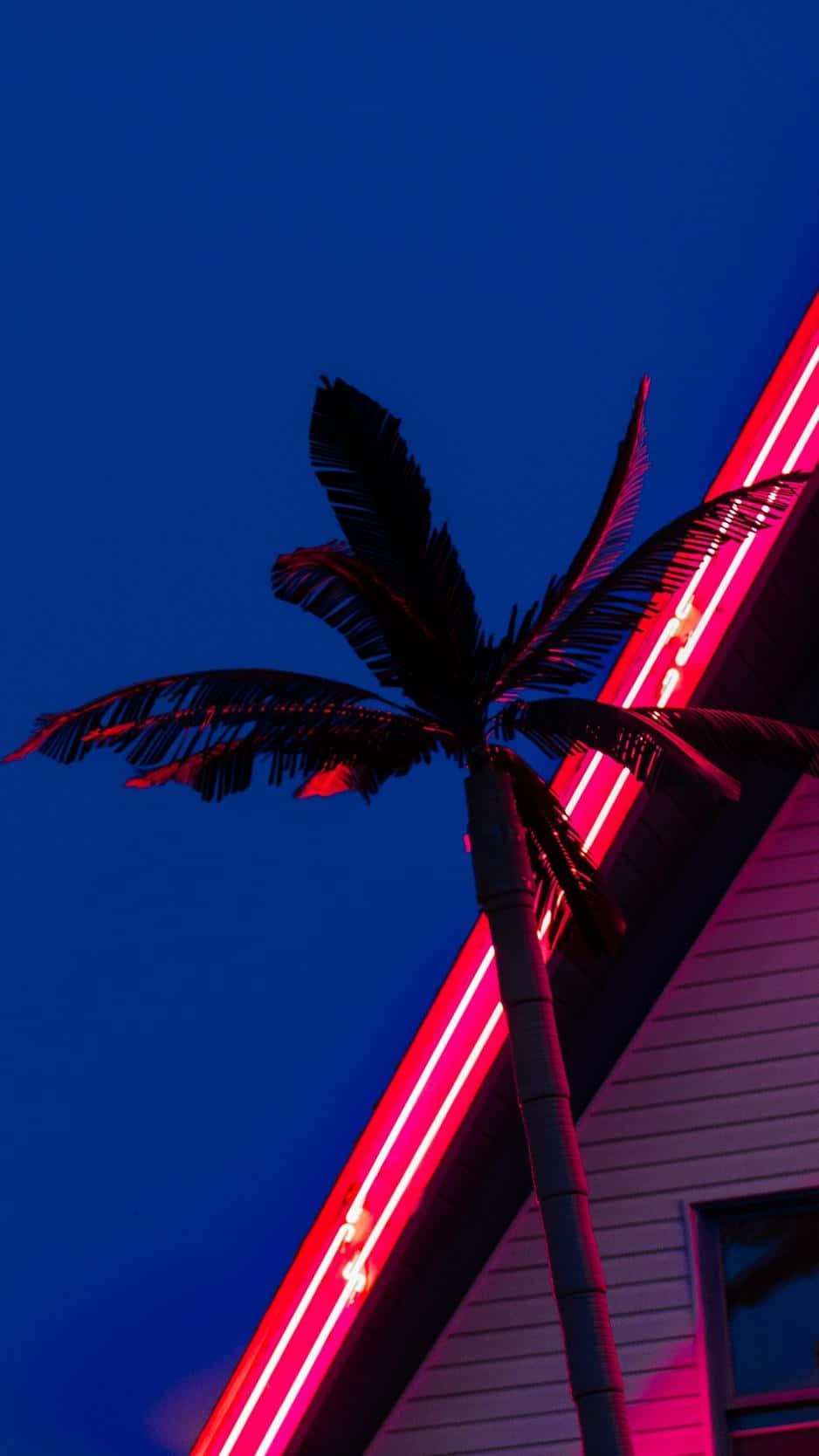 Neon Lit Palm Tree Against Twilight Sky Wallpaper