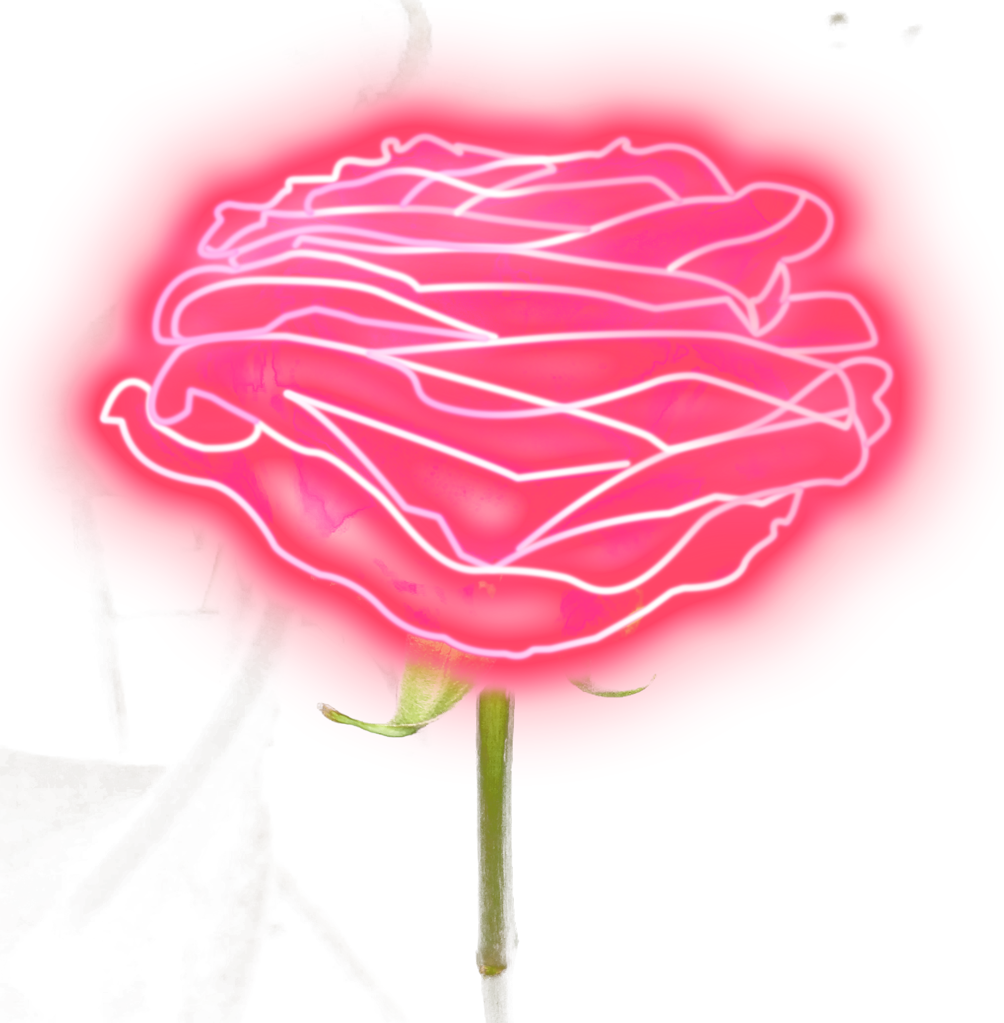 Neon_ Outline_ Pink_ Rose PNG