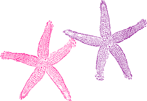 Neon_ Outline_ Starfish PNG