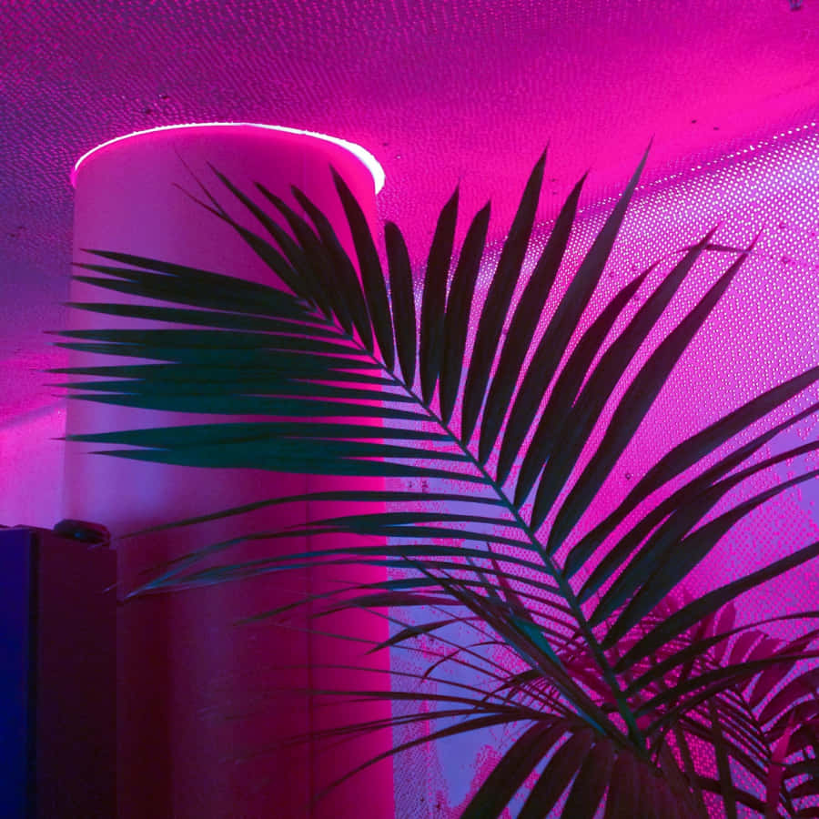 Light Up Your Life with This Radiant Neon Pink Aesthetic
