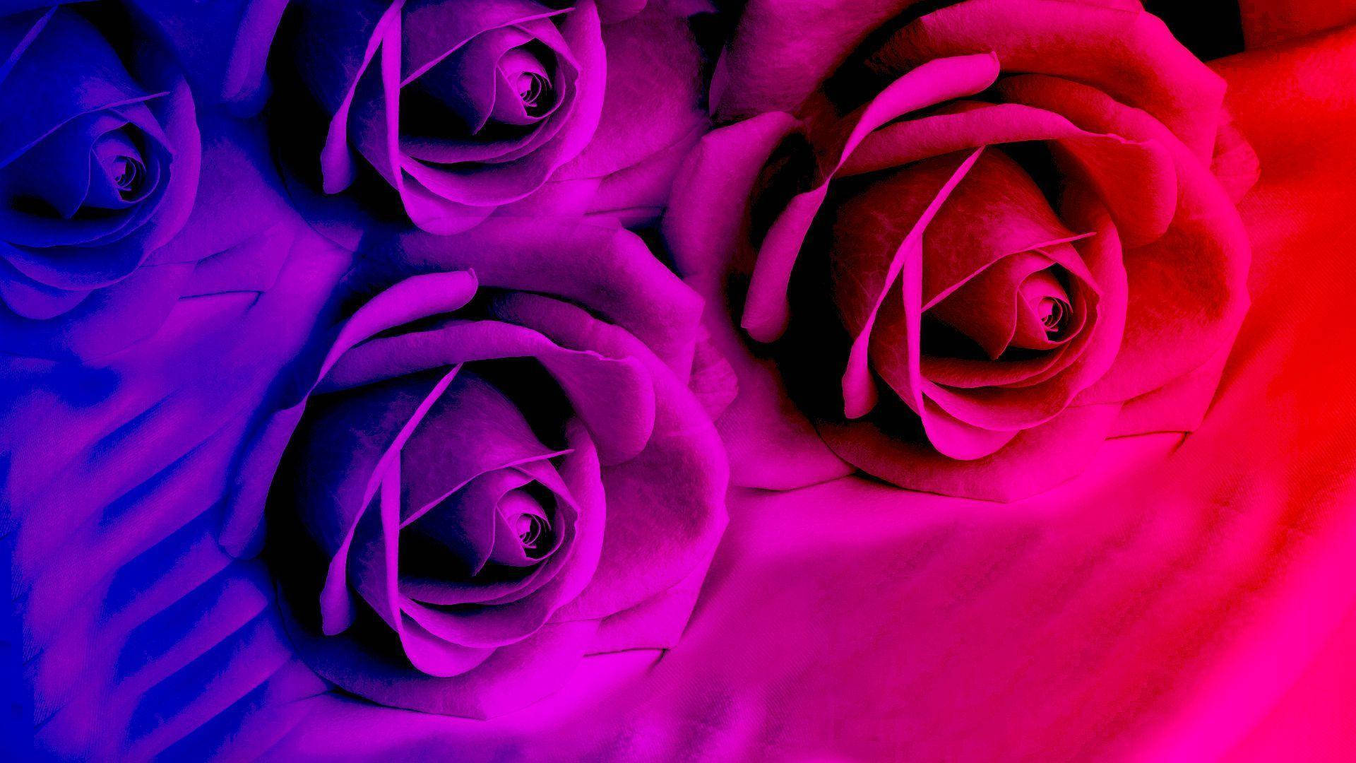 Neon Pink And Blue Roses Wallpaper