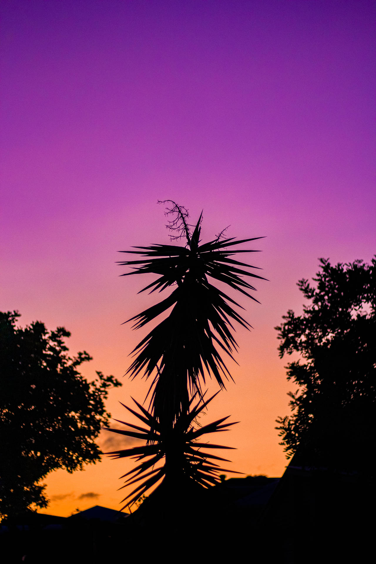 Puestade Sol En Iphone Color Púrpura Neón. Fondo de pantalla