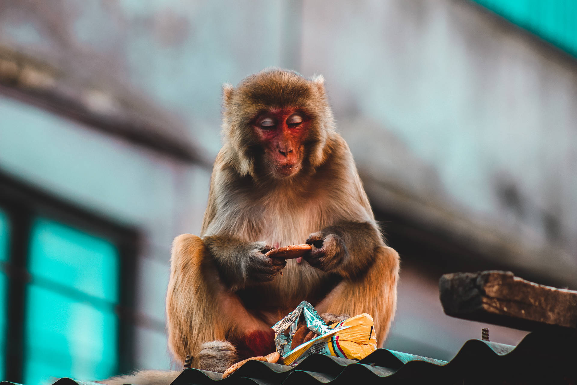 Nepal Macaque Monkey Wallpaper