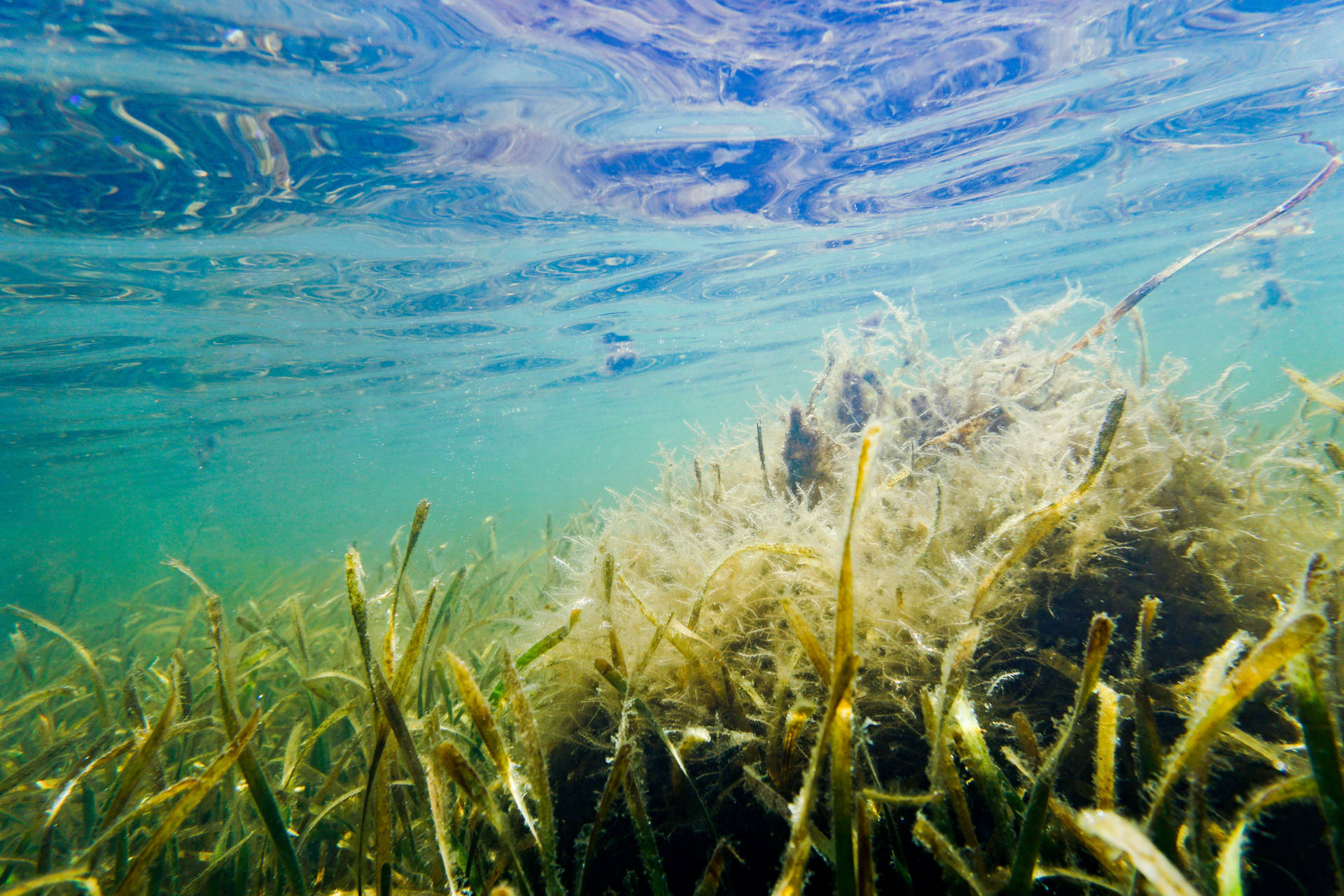 Plantade Algas De Hierba De Neptuno En Aguas Claras Fondo de pantalla
