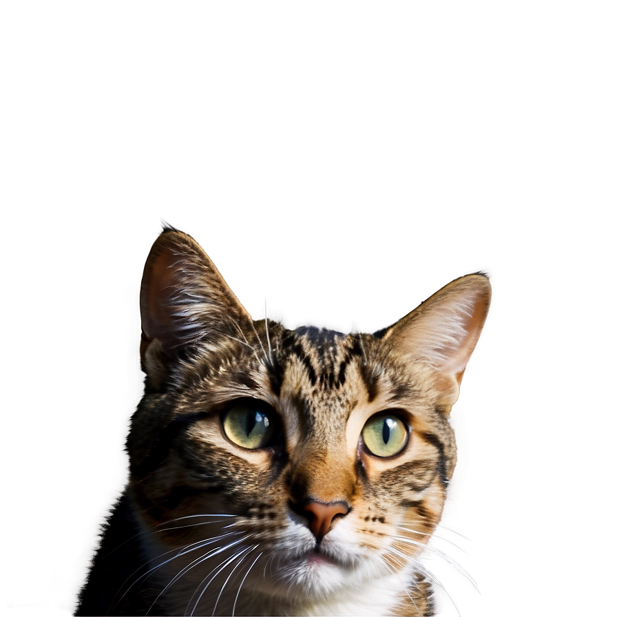 Download Nerdy Cat Meme Png 05212024 | Wallpapers.com