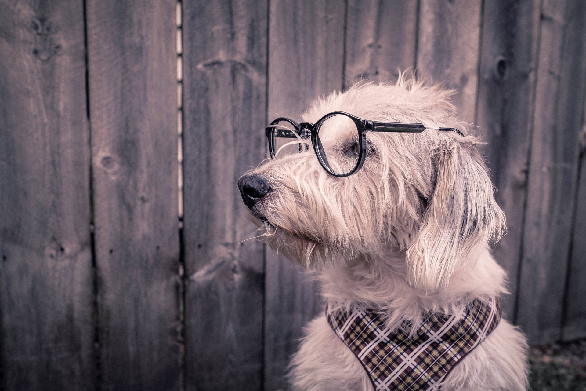 White nerdy dog in eyeglasses and scarf wallpaper
