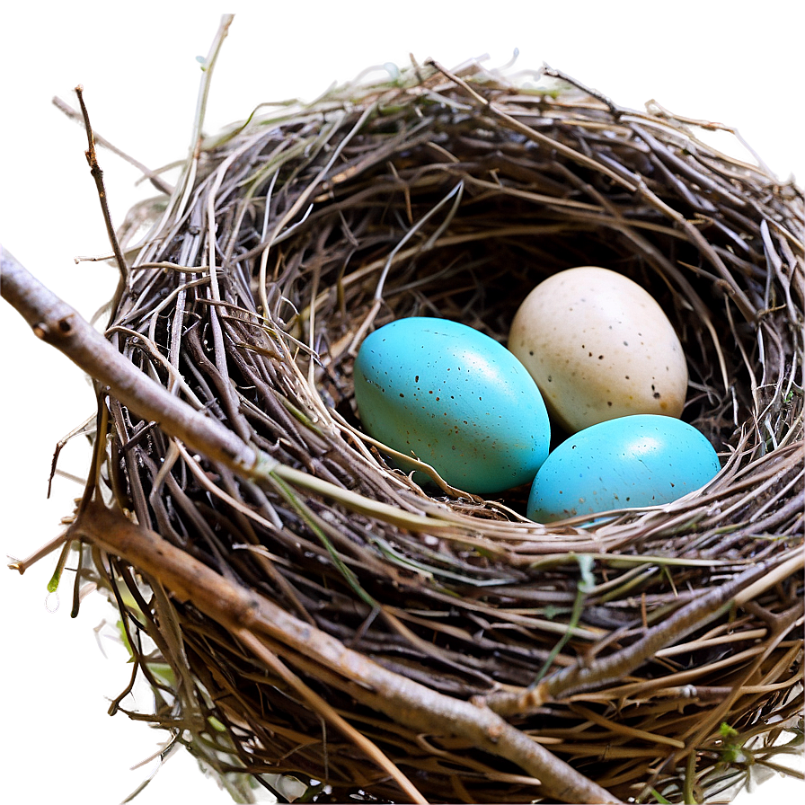 Nest With Robin Eggs Png Pho PNG