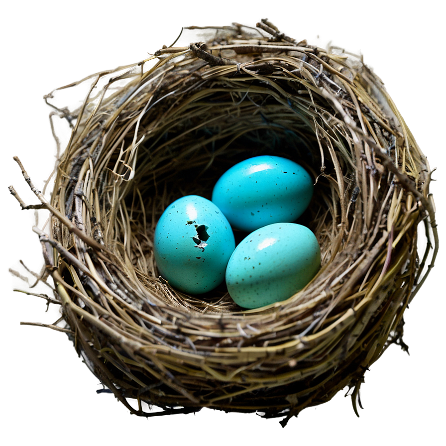 Nest With Robin Eggs Png Wov PNG