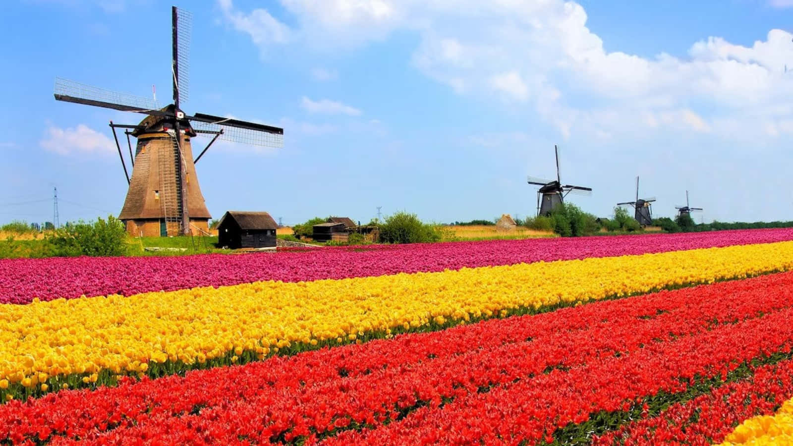Traditional Dutch windmills in Netherlands