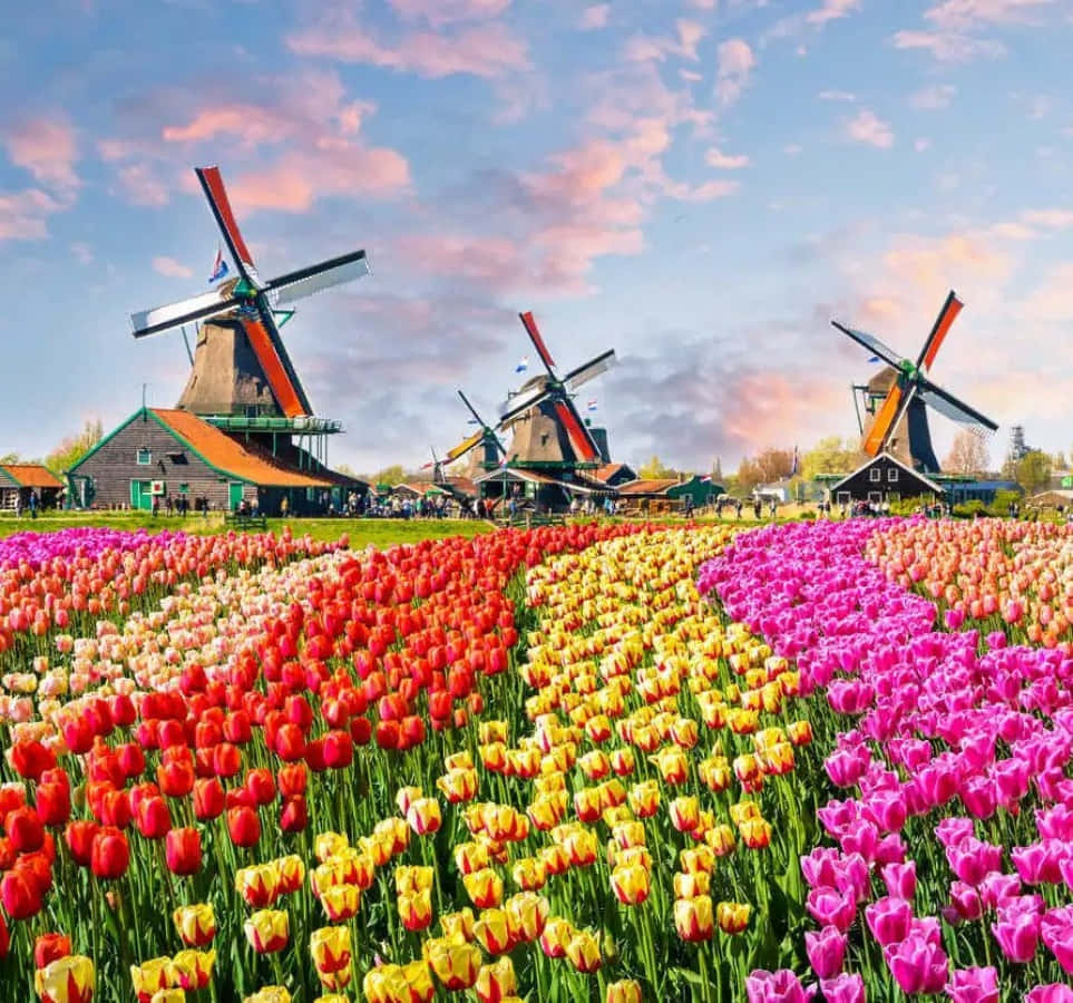 “Tulips and Windmills in the Netherlands”