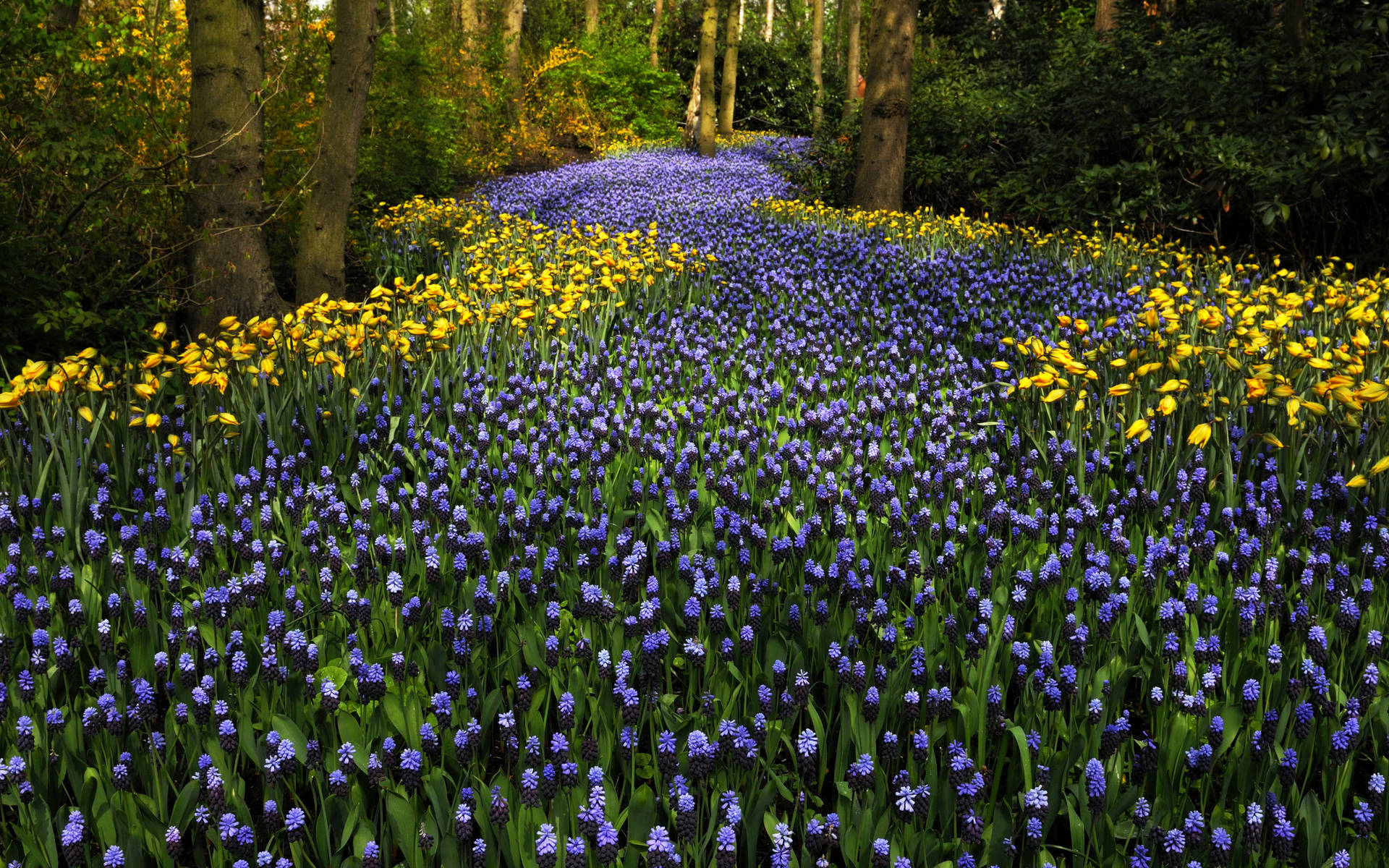 Netherlands Keukenhof Hyacinth Garden