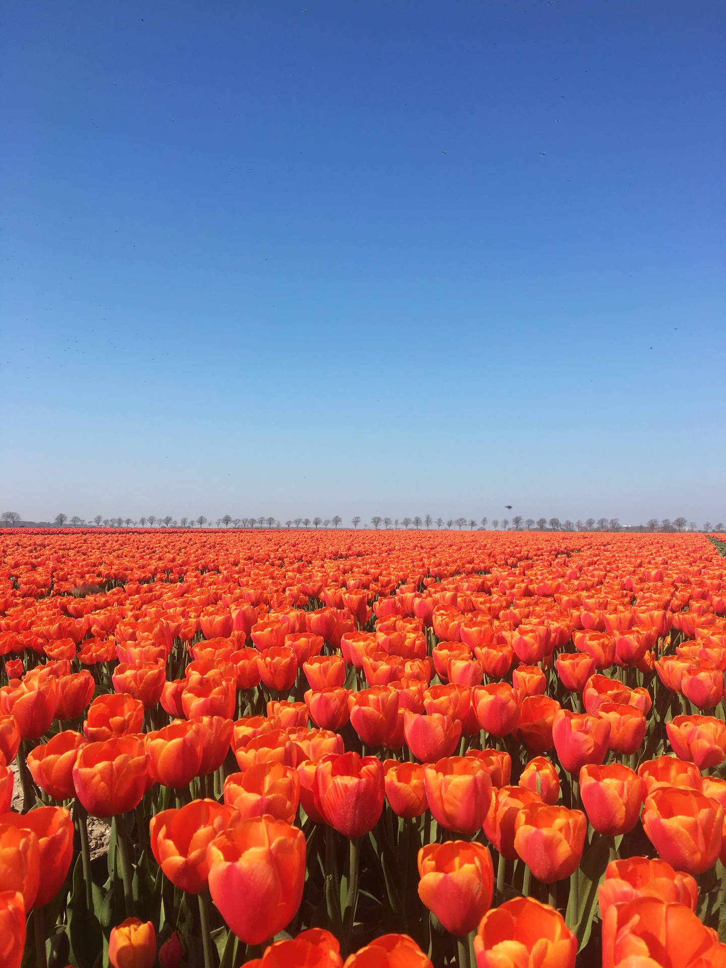 Netherlands Tulip Park