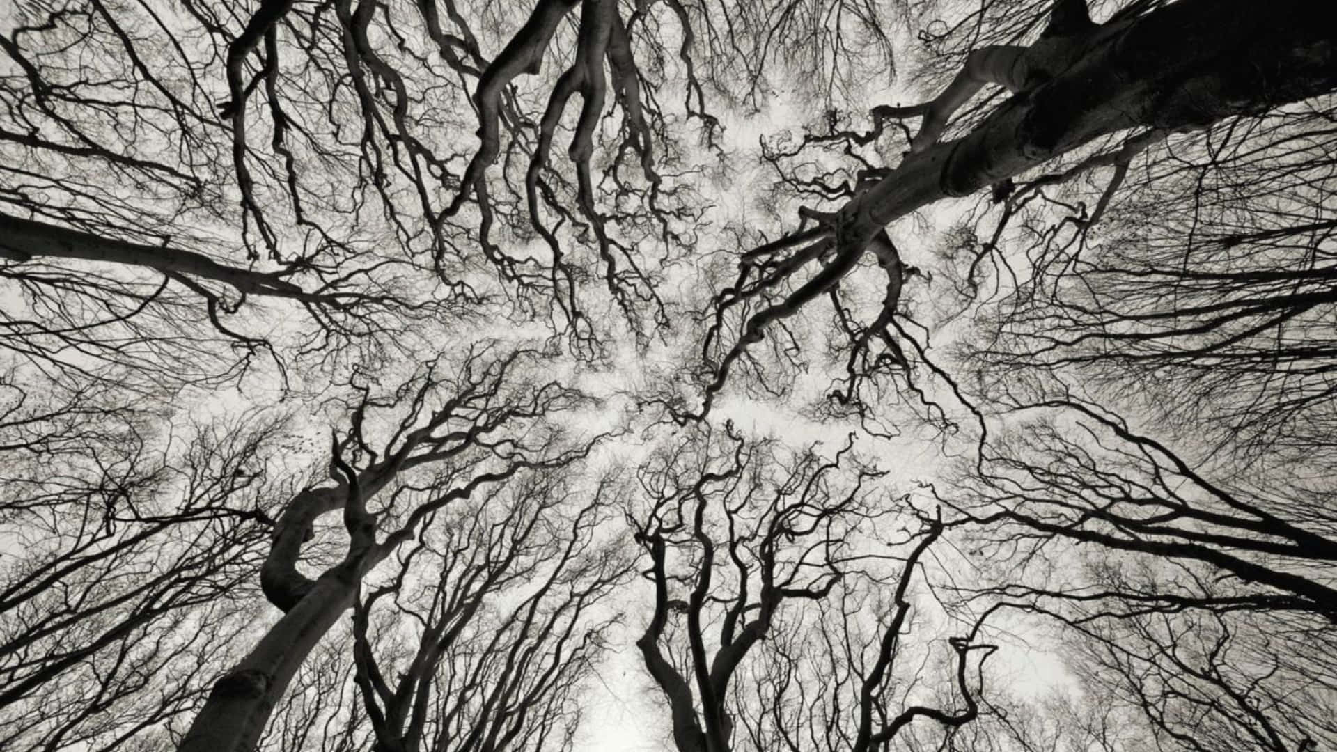 Neurotic Crowning Trees Wallpaper