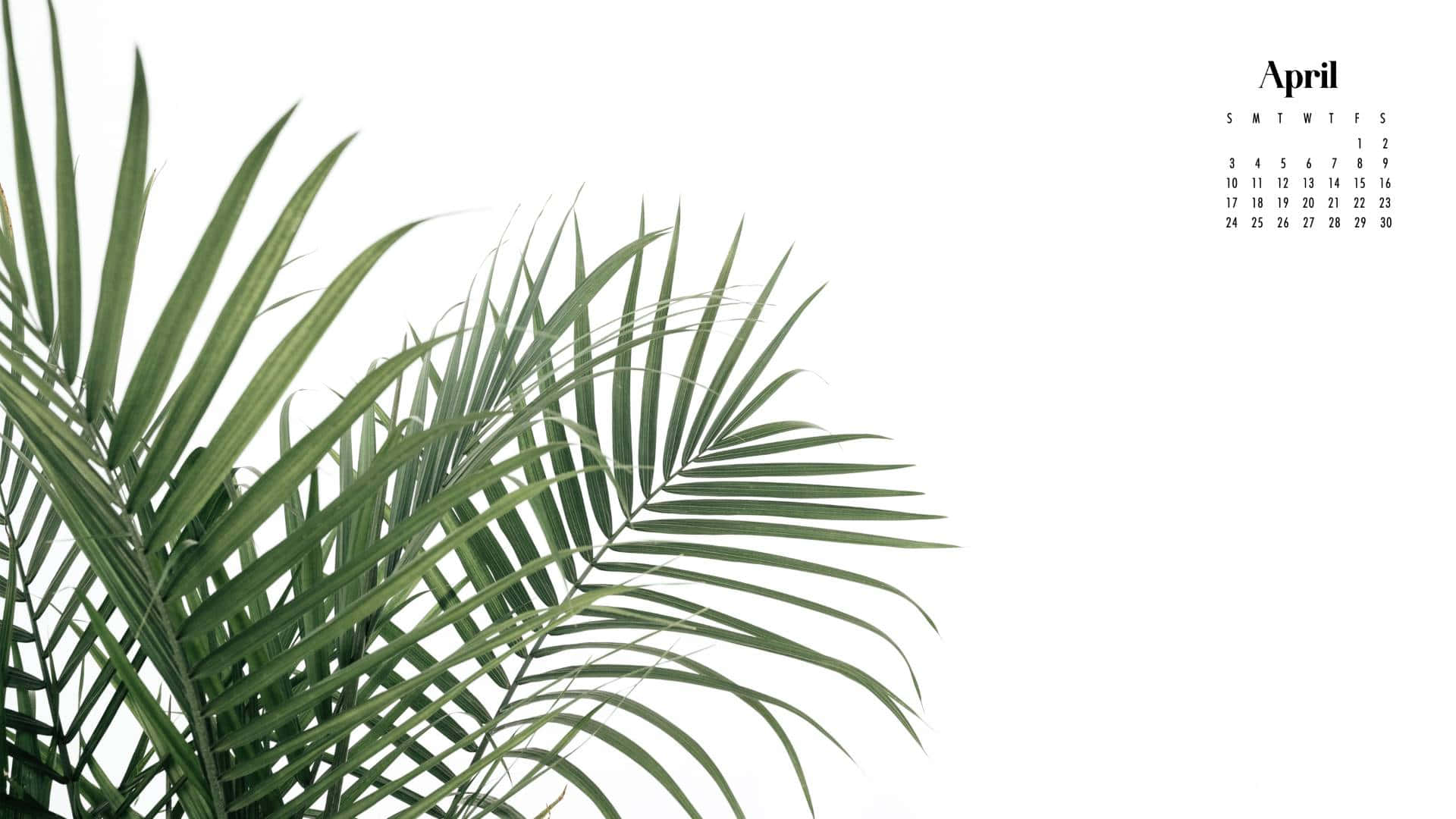 A Palm Leaf Is Shown On A White Background Wallpaper