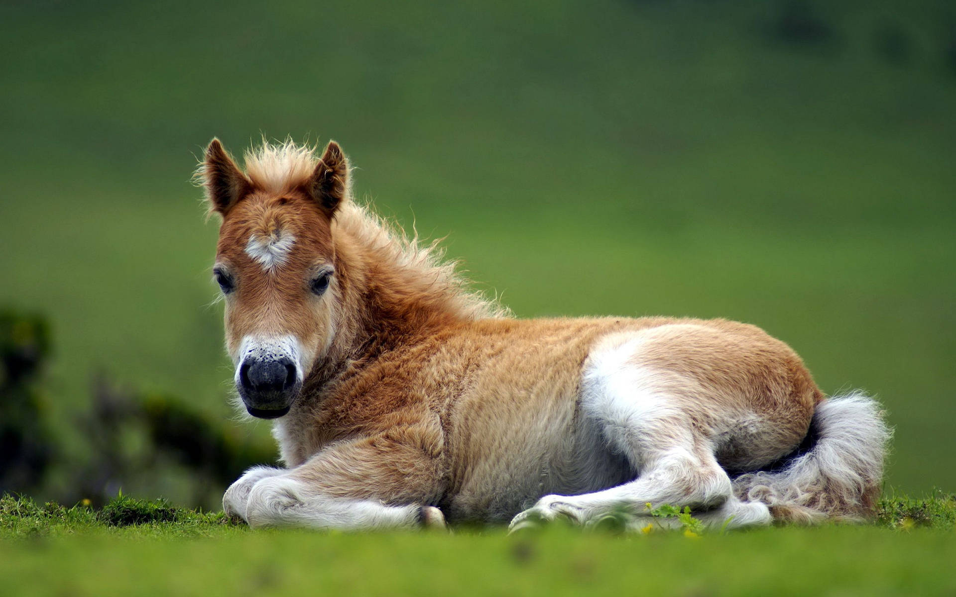 New Born Cute Horse Background