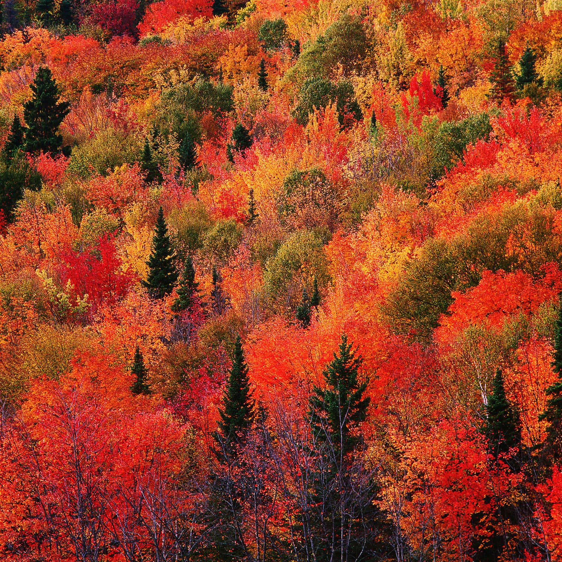 Autumn's Abundance in New England Wallpaper