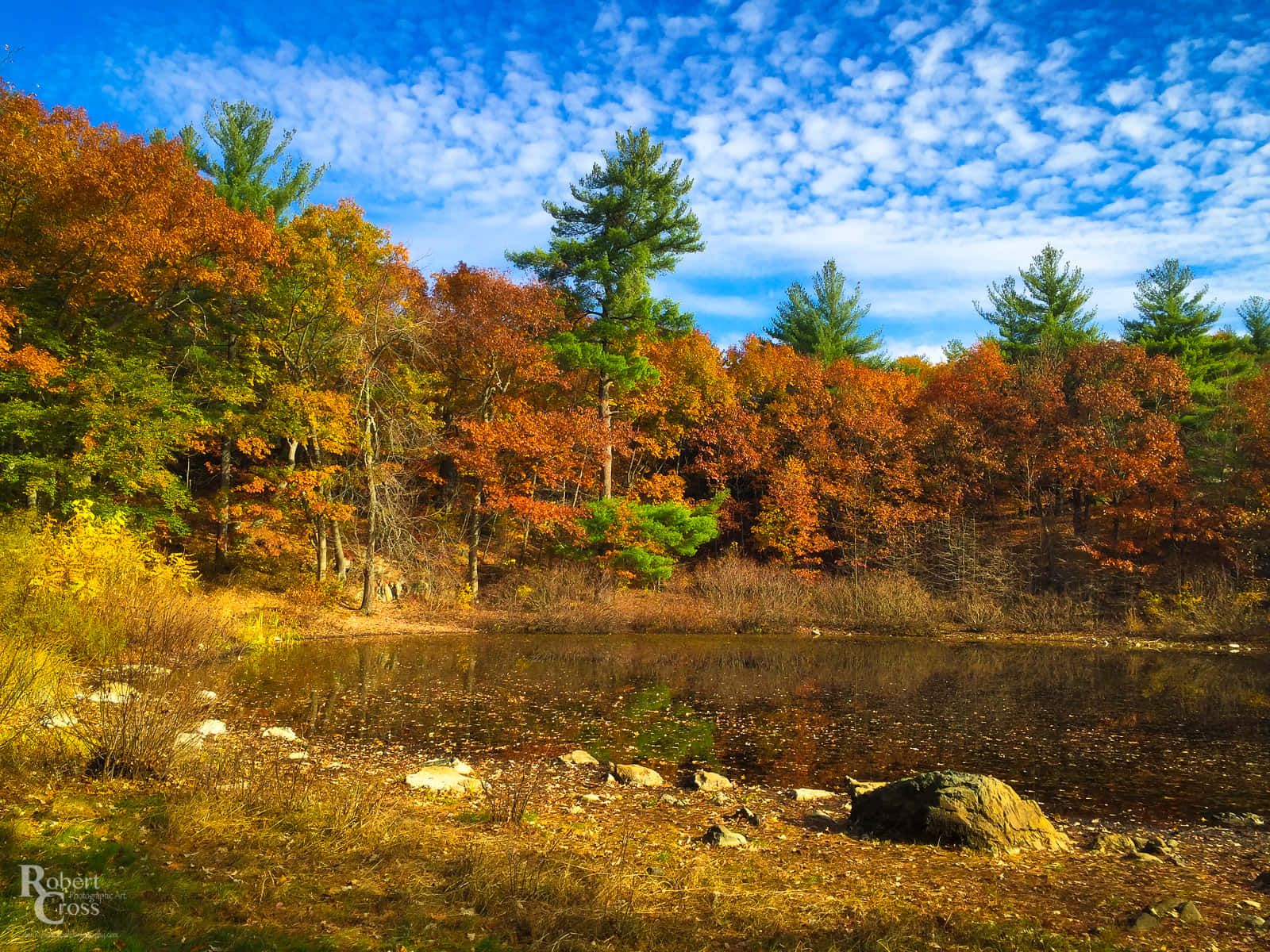A field of yellow and orange leaves in New England during autumn Wallpaper