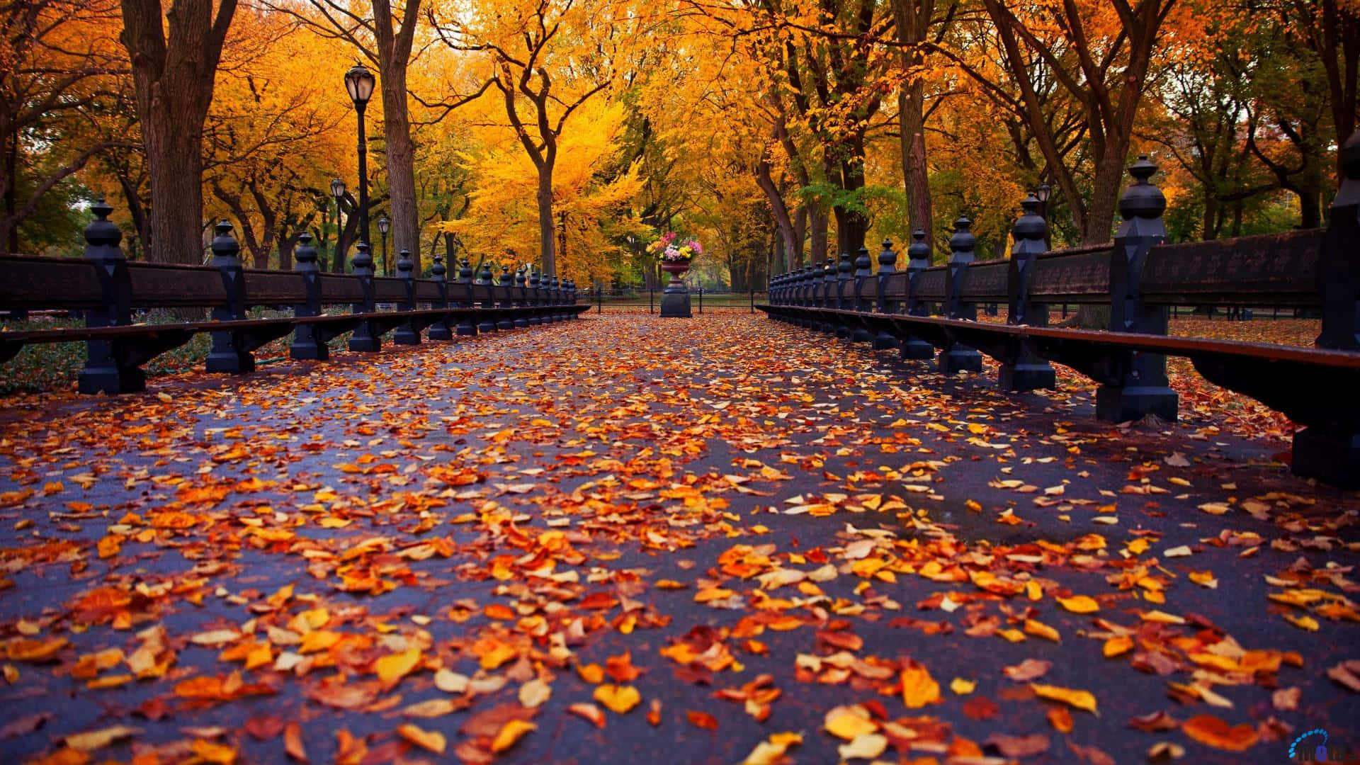 A tranquil autumn scene of an endless tree-lined path in New England Wallpaper