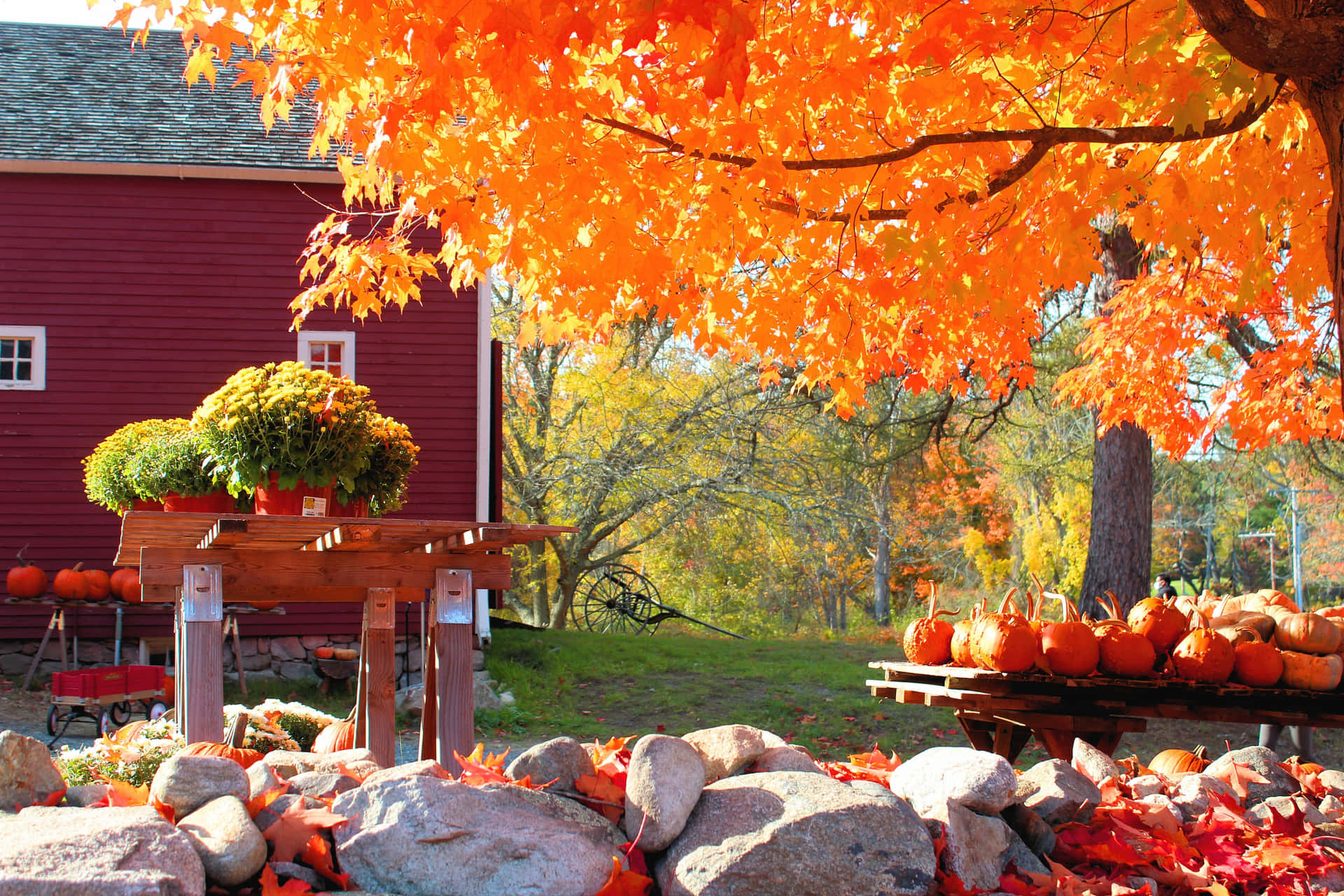 Nyd de levende farver af en efterårsdag i New England. Wallpaper