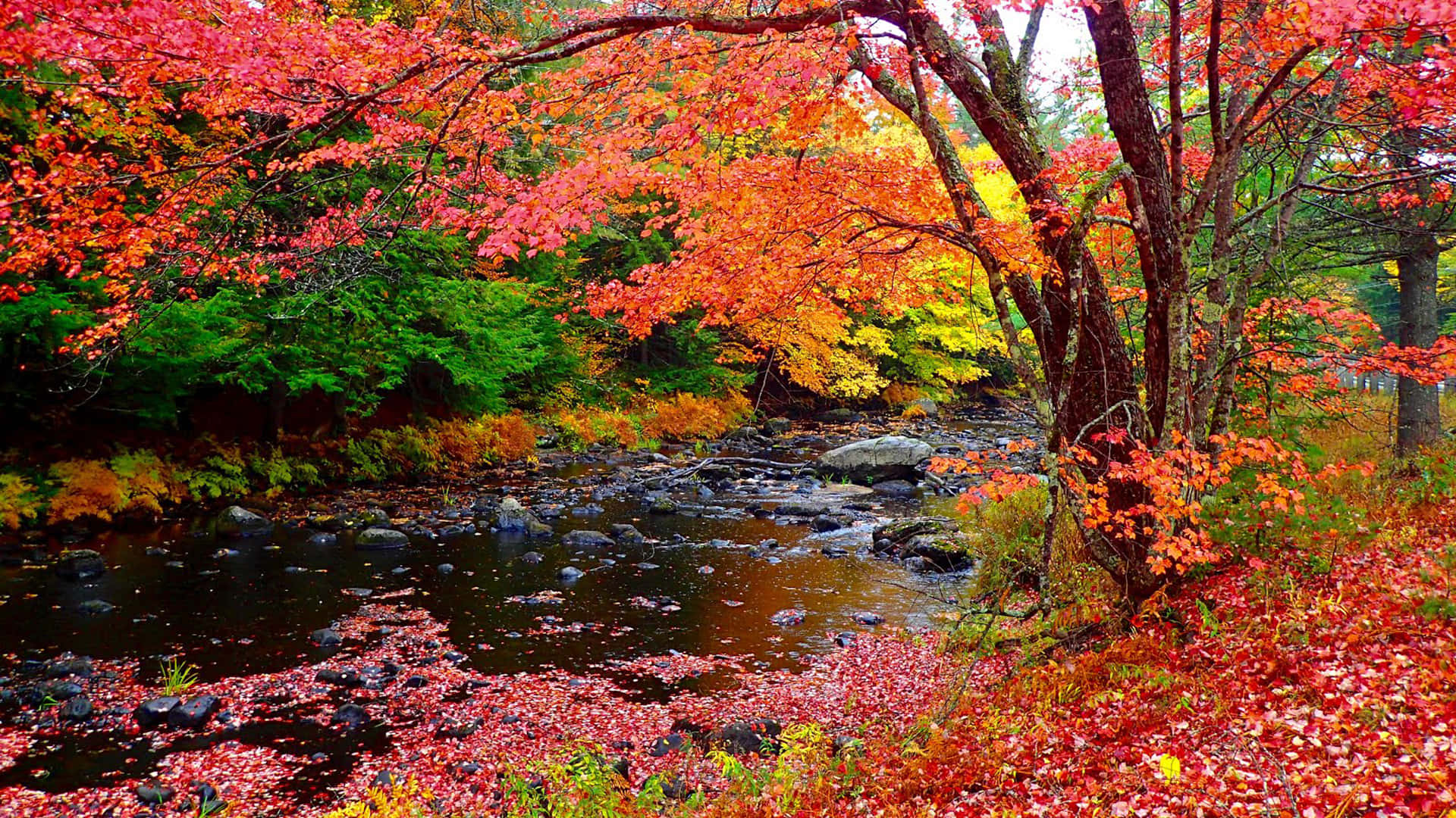 Tag ind Mystisk Efterår farve af New England Wallpaper