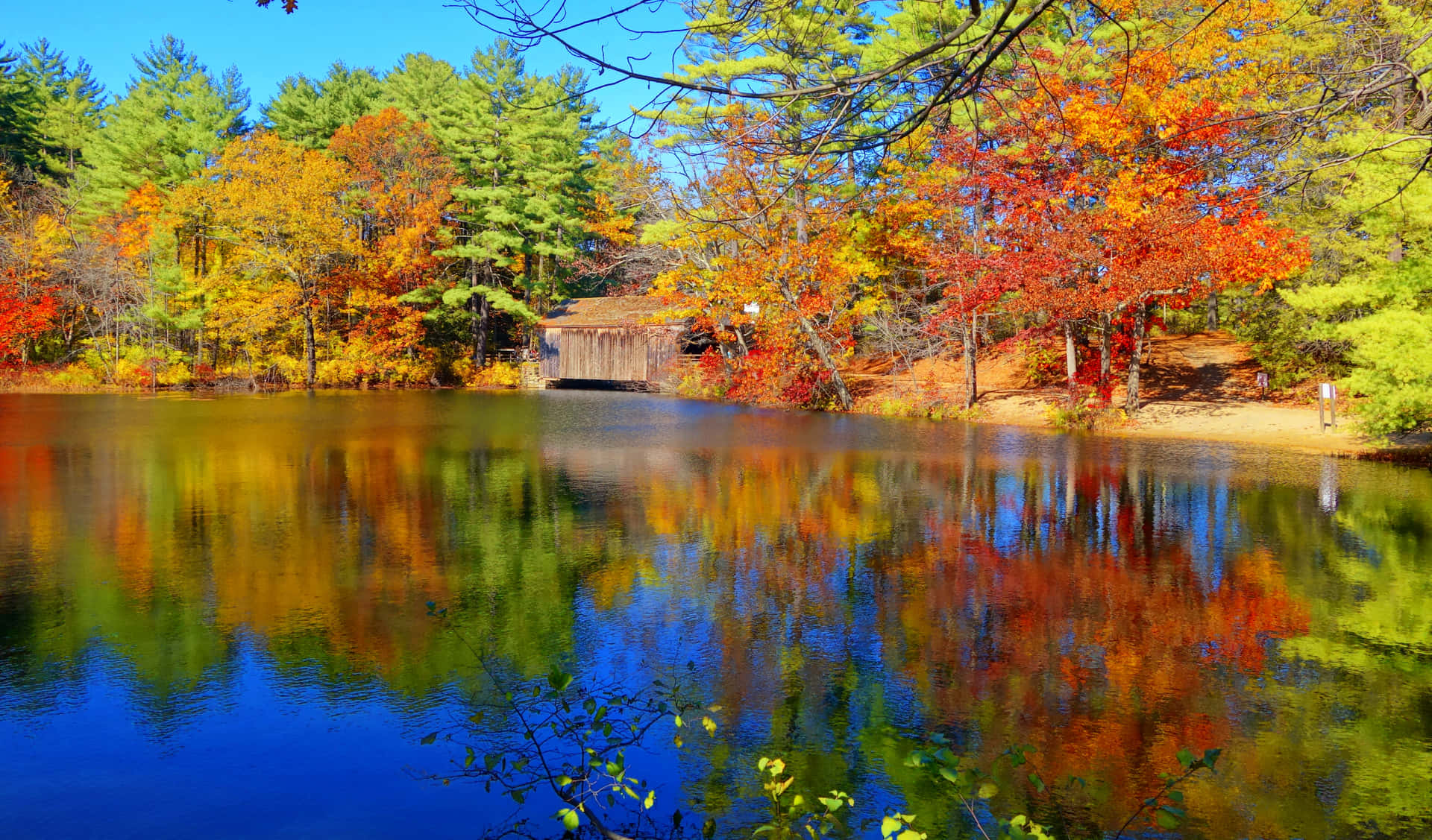 Nyd detne livlige røde New England-efterårssceneri. Wallpaper