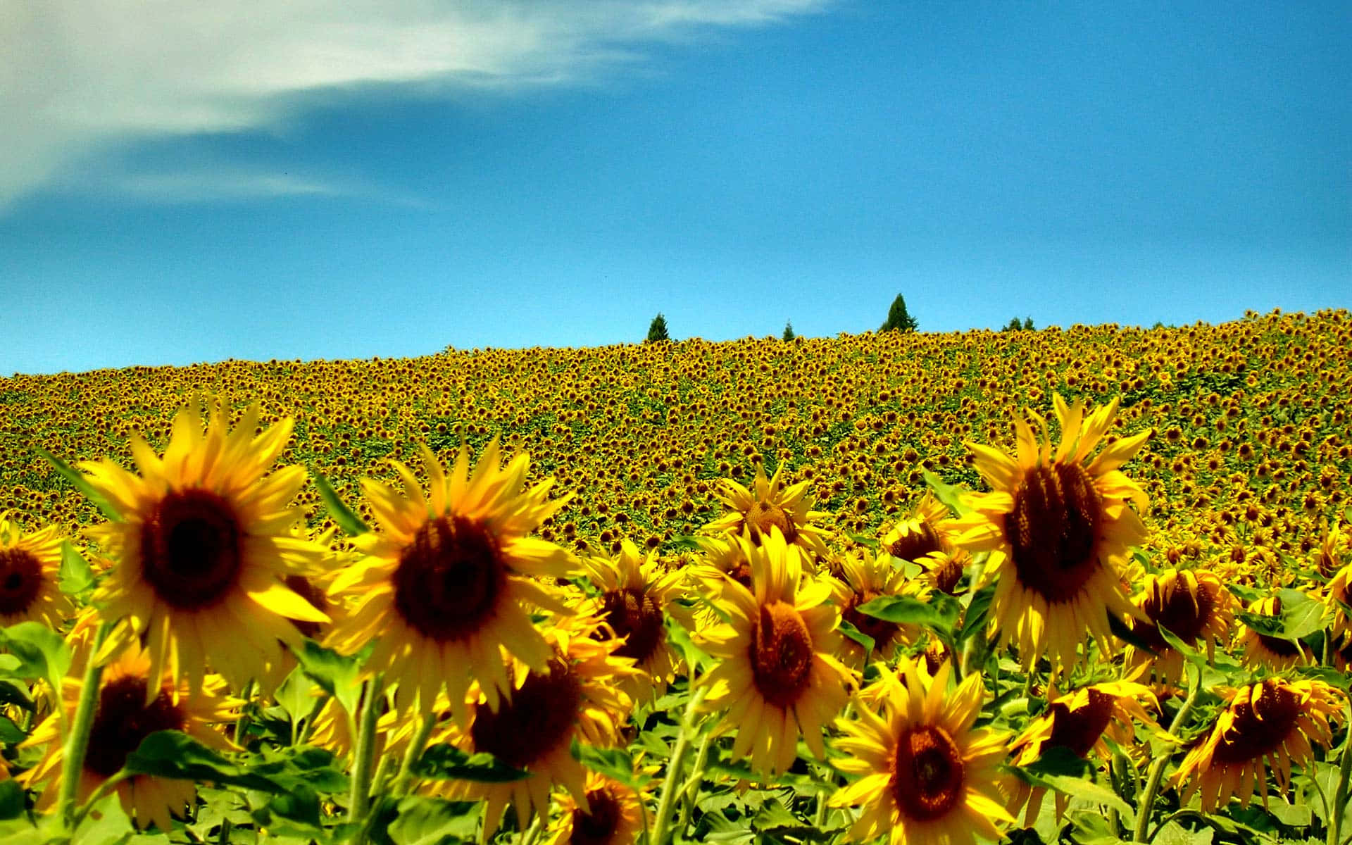 Sunflower Field New England Summer Wallpaper