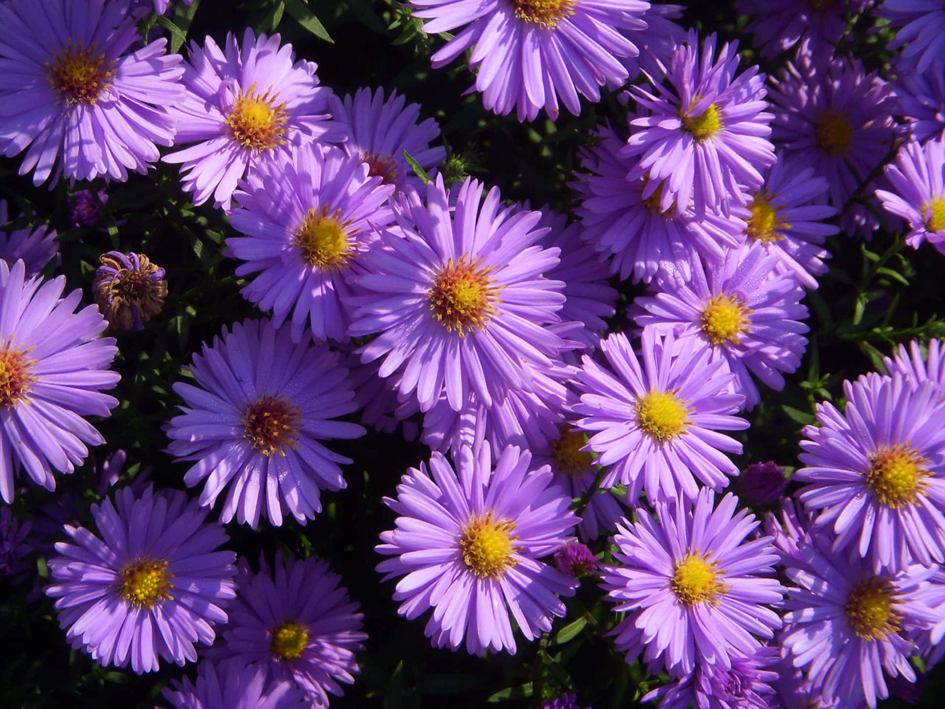 New England Summer Purple Flowers Wallpaper