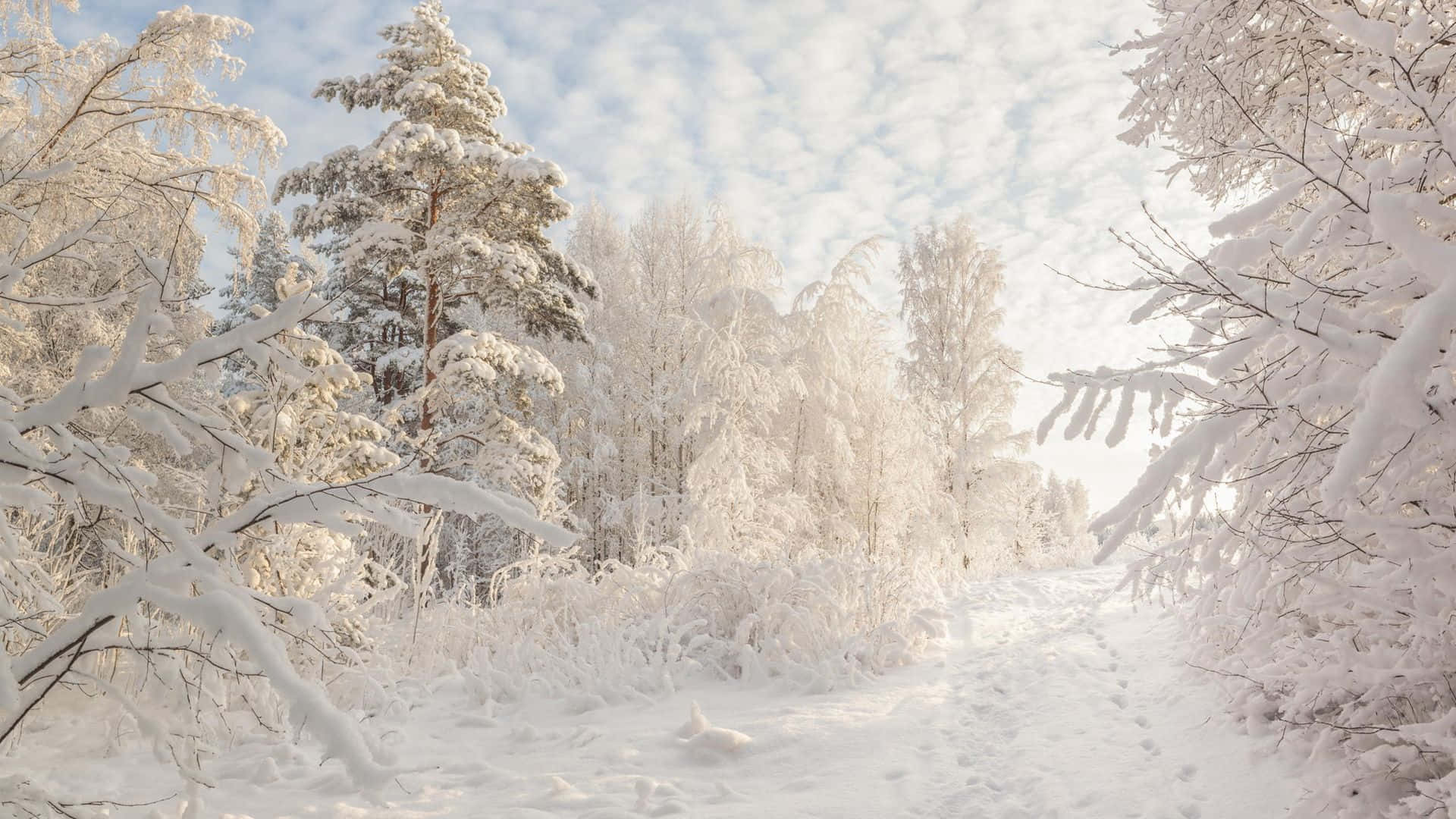 Goditila Tranquillità Dei Sentieri Coperti Di Neve Del New Hampshire. Sfondo