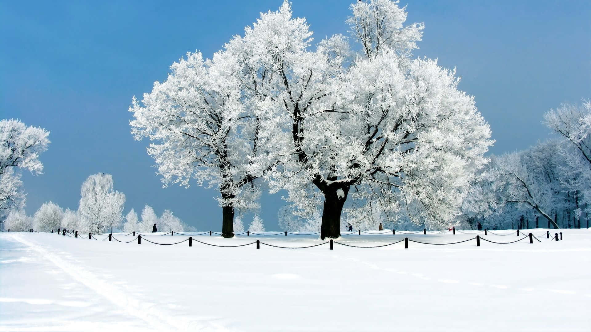 New Hampshire Winter Tree Scenery Wallpaper