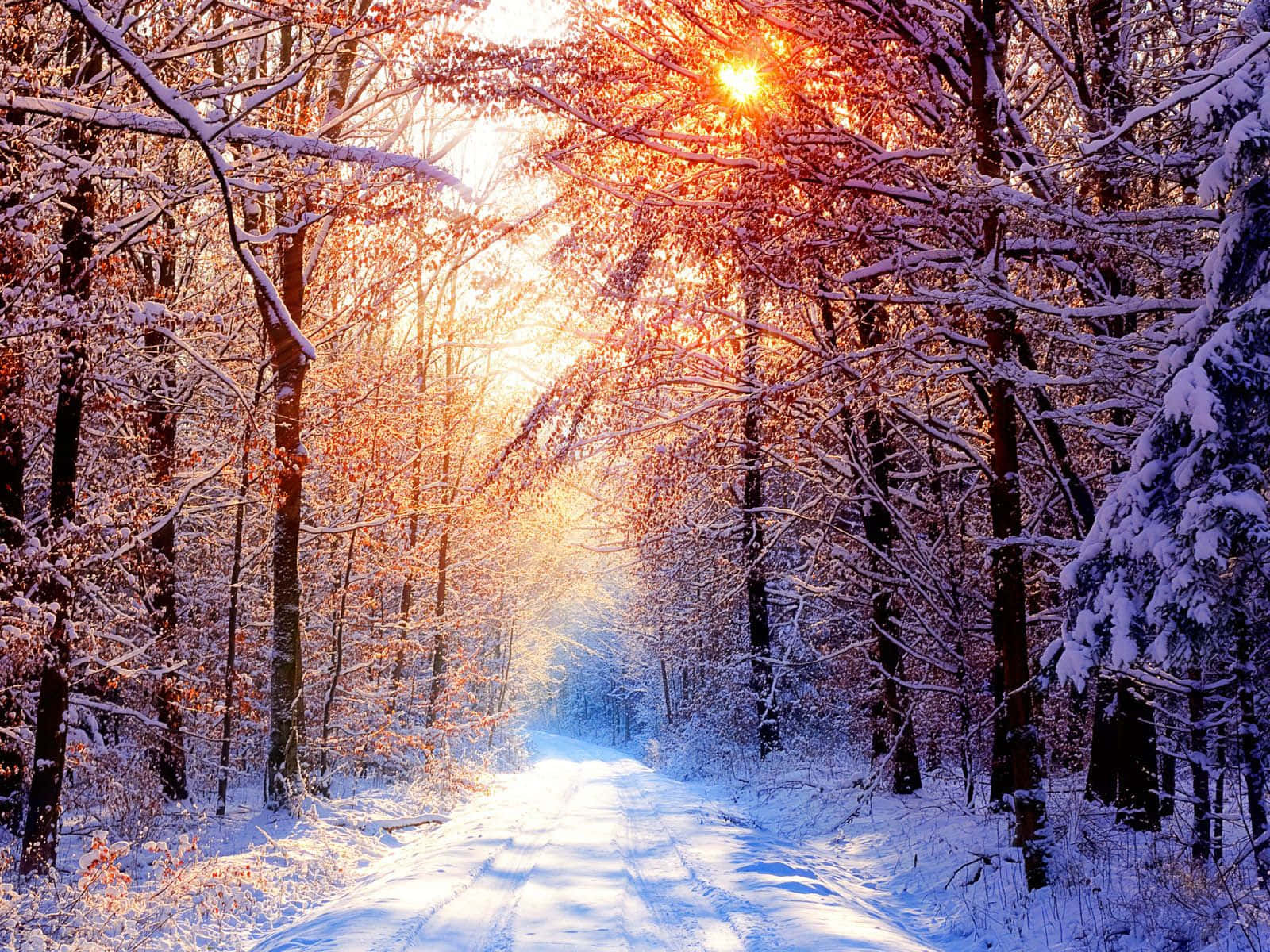 Øjeblikkelig New Hampshire Vinter Solskin. Wallpaper