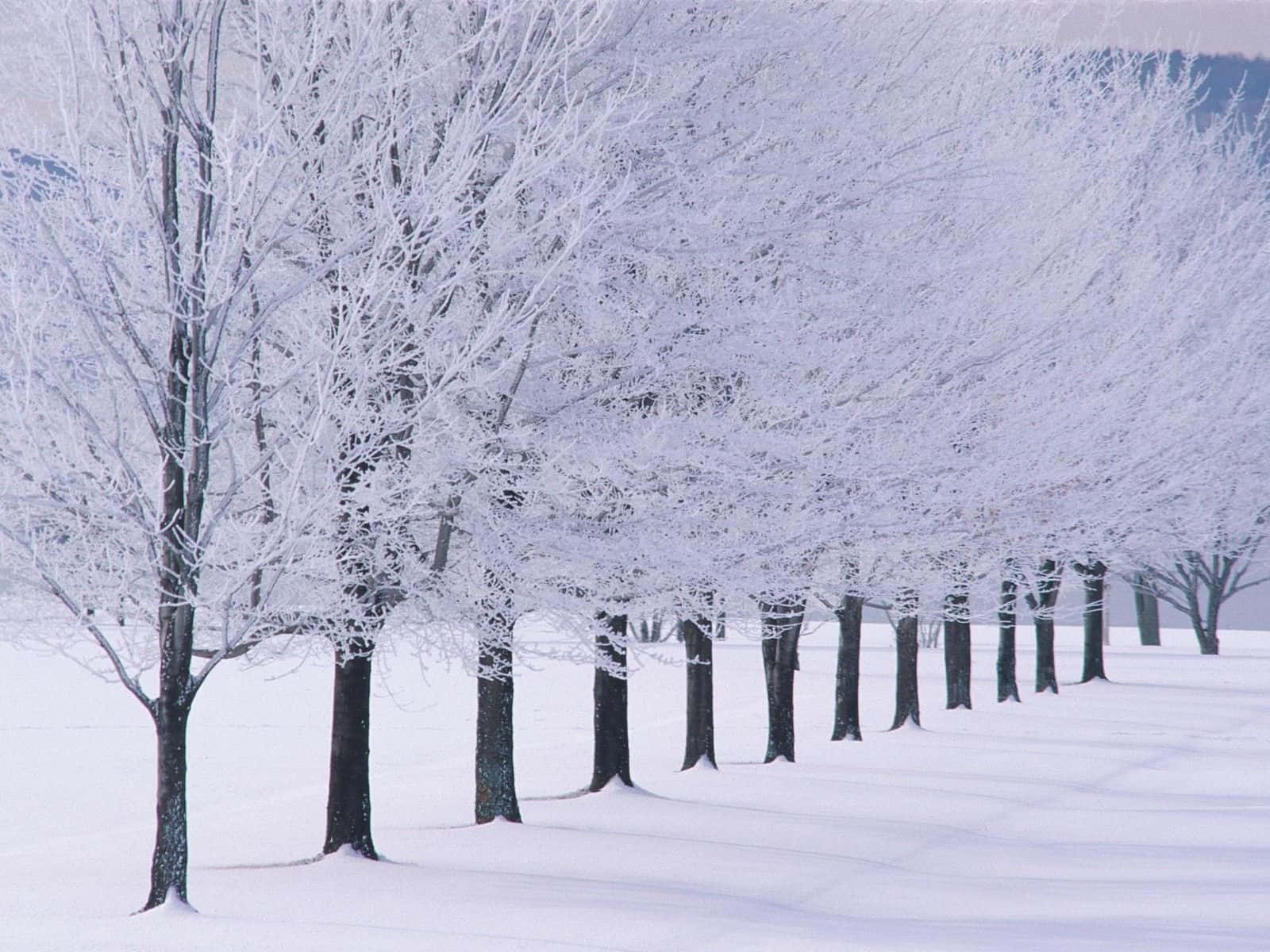 Nyd Hvid Vinter Wonderland i New Hampshire Wallpaper