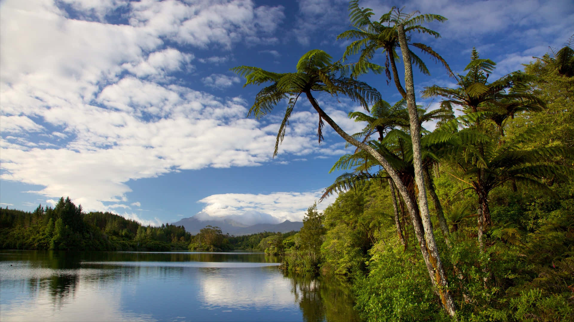 New Plymouth Lakeand Ferns New Zealand Wallpaper