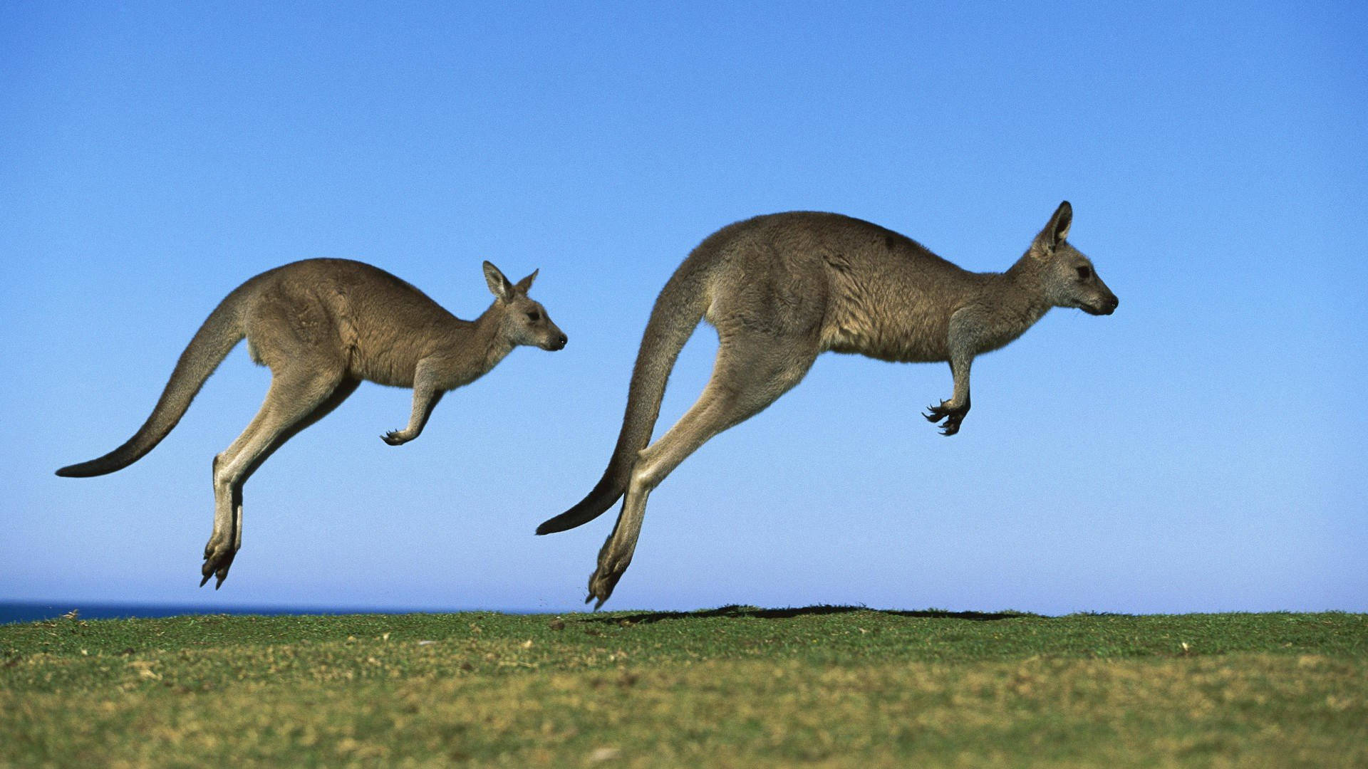 Ny South Wales Kangaroos tapet til en telefon Wallpaper