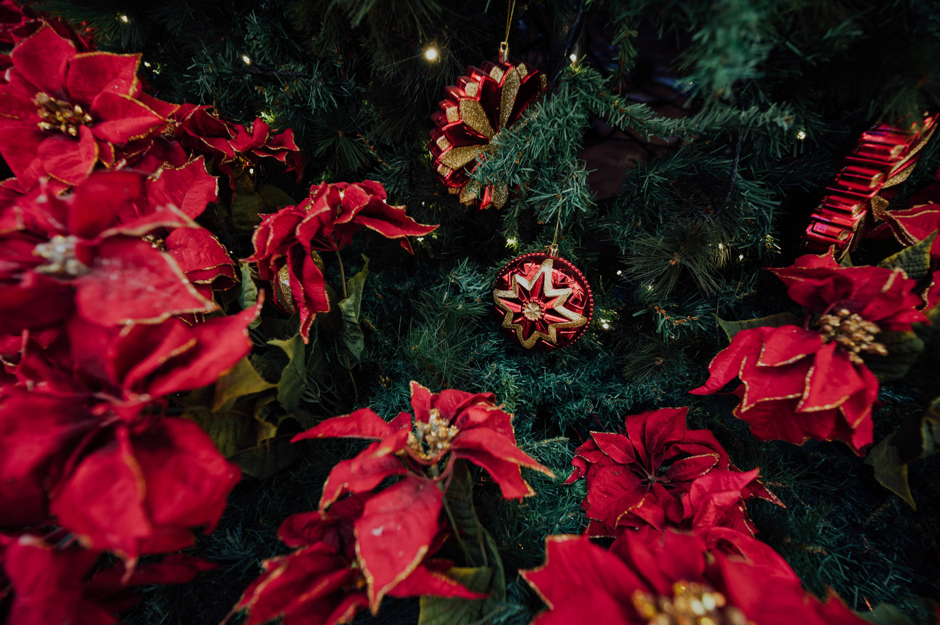 Celebrate a New Year with a Festive Poinsettia Wallpaper