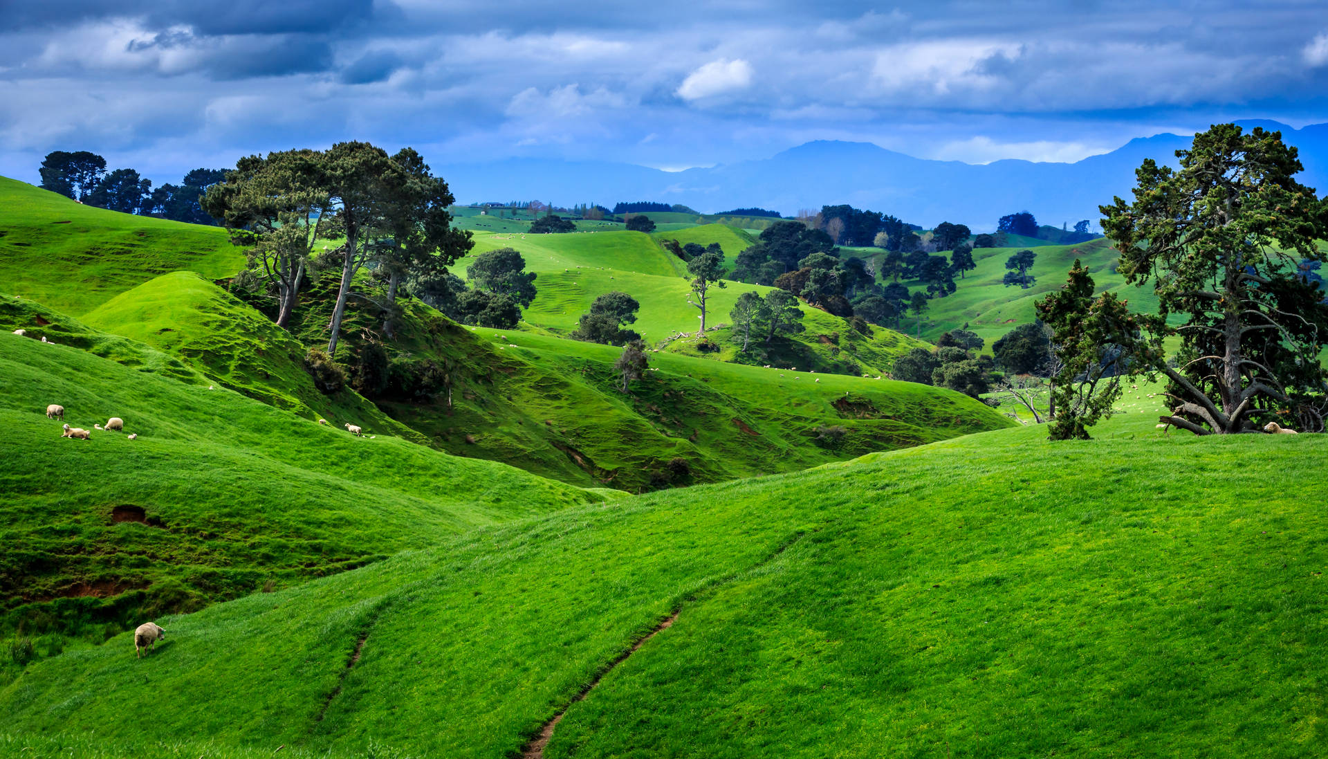 Novascolinas Verdes Da Nova Zelândia. Papel de Parede