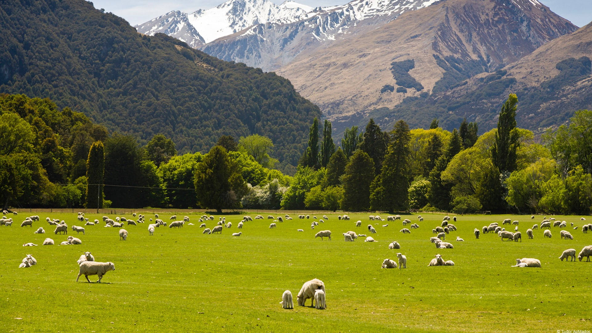 New Zealand Green Pasture Wallpaper