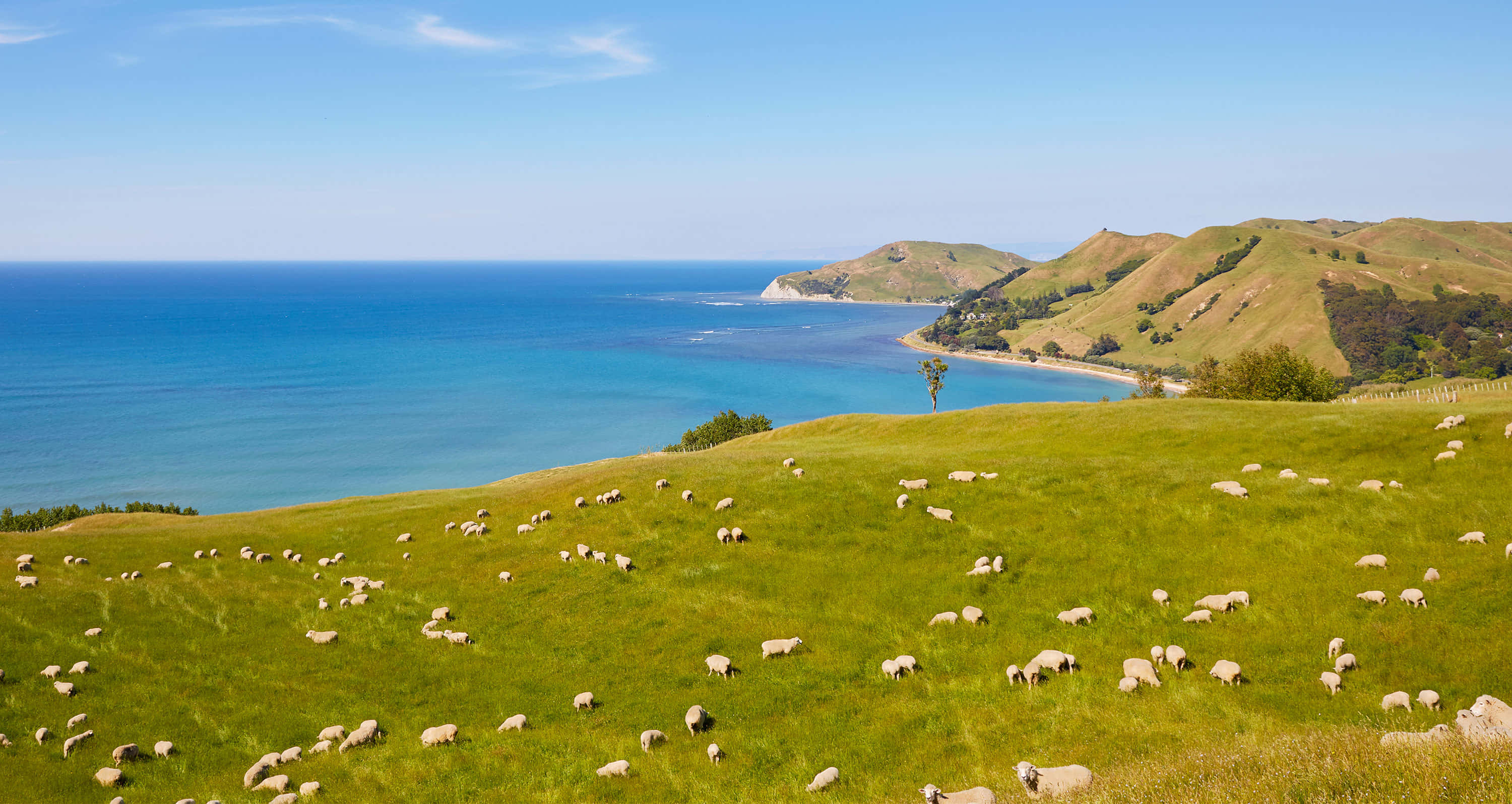 Explore the rugged beauty of New Zealand