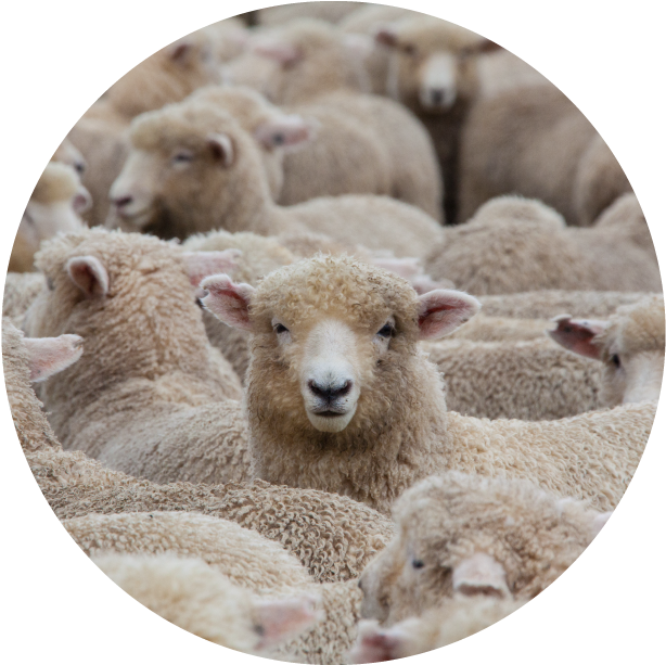 New Zealand Sheep Flock Circle PNG